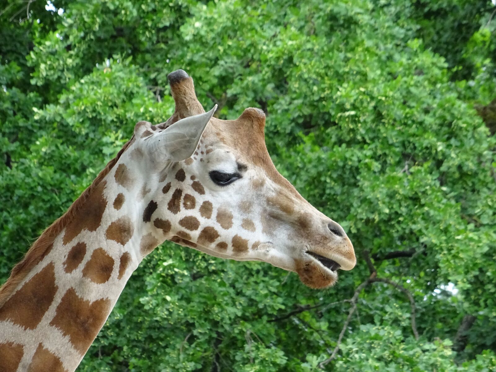 Sony DSC-HX60V sample photo. Giraffe, zoo, animal photography
