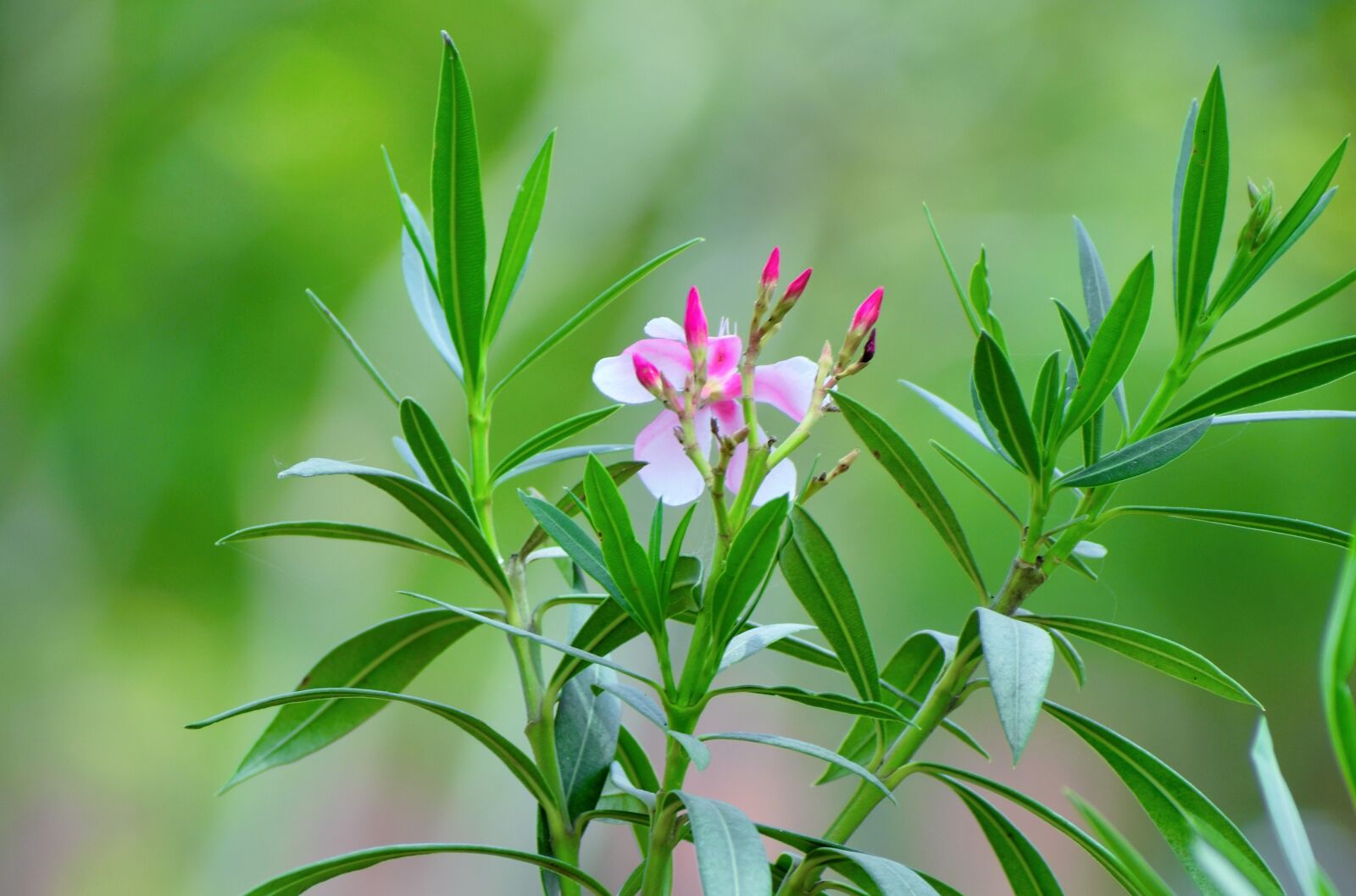 Nikon D3400 sample photo. Flora, nature, leaf photography