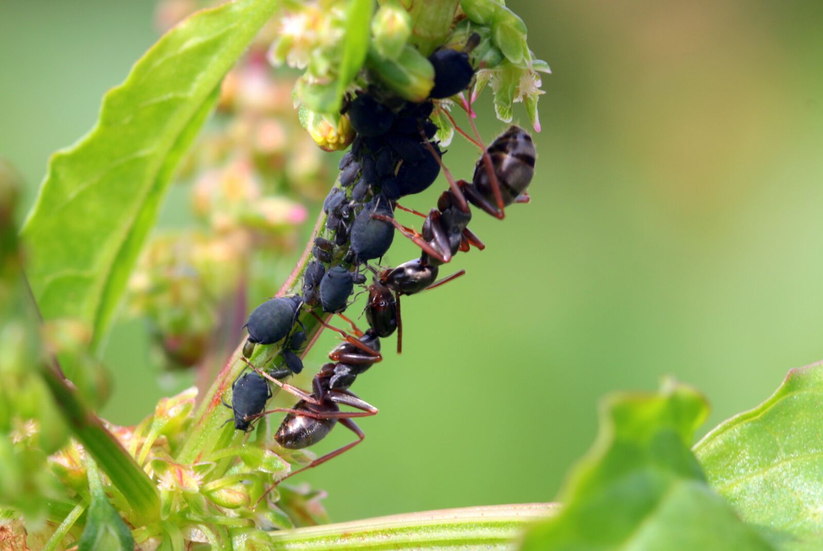Canon EOS 650D (EOS Rebel T4i / EOS Kiss X6i) sample photo. Ants, formicidae, garden ants photography