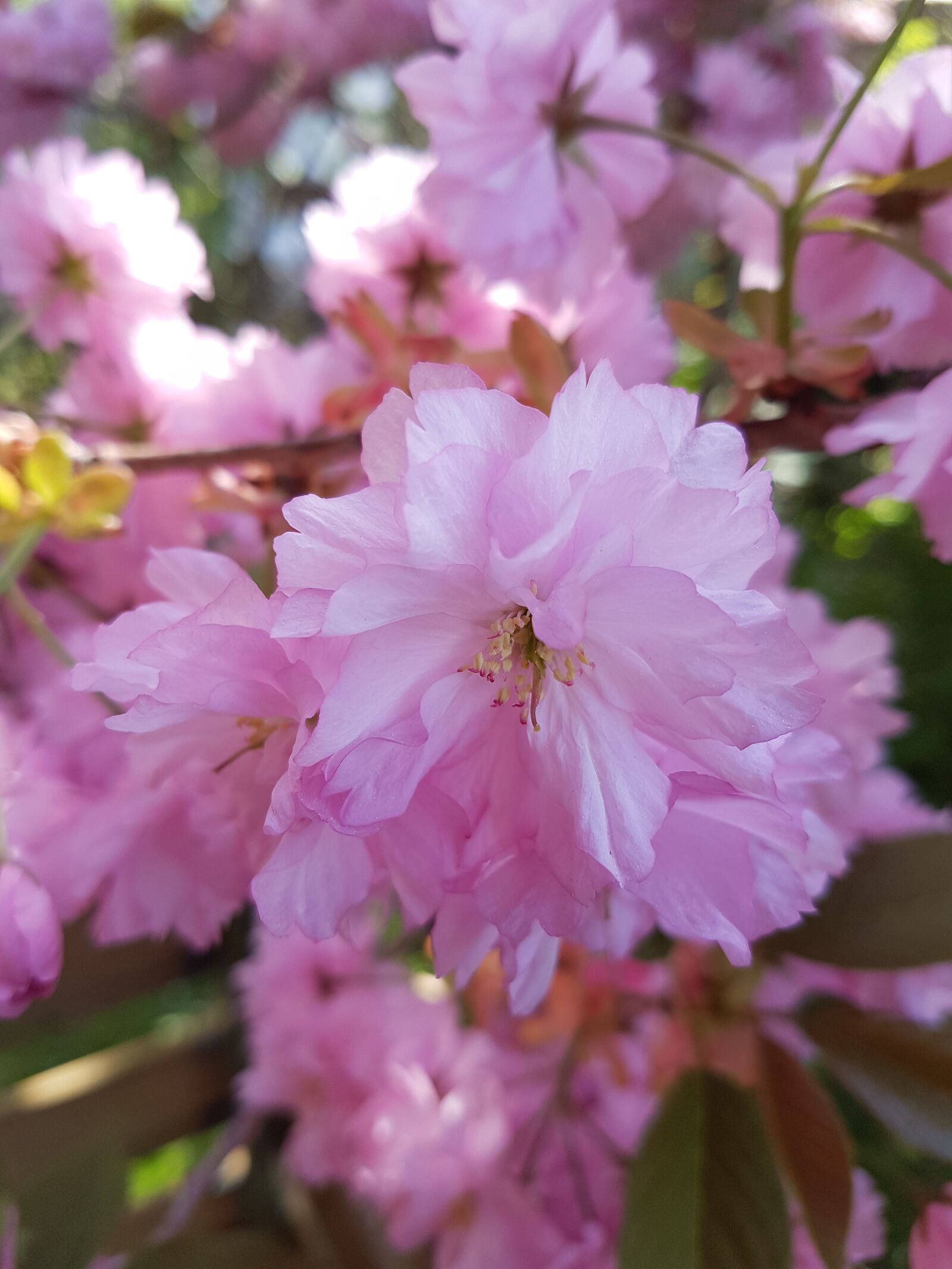 Samsung Galaxy S7 Edge sample photo. Flowers, pink flowers, tree photography