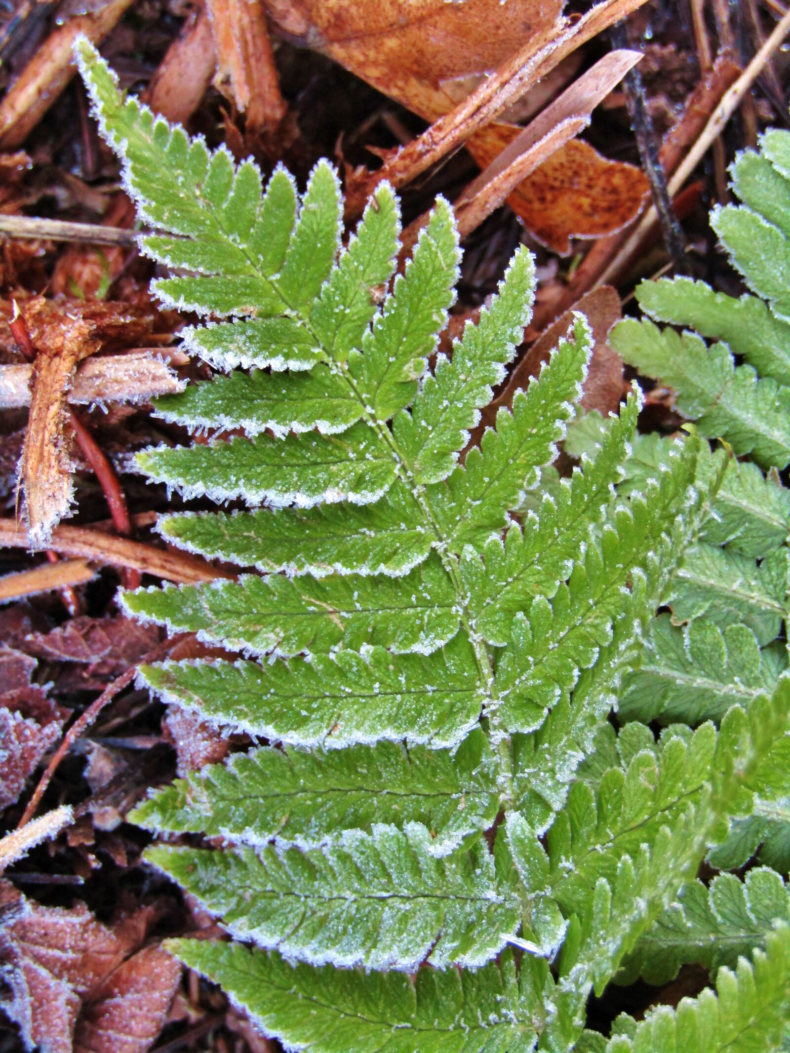 Canon POWERSHOT SX432 IS sample photo. Fern, leaf, frost photography