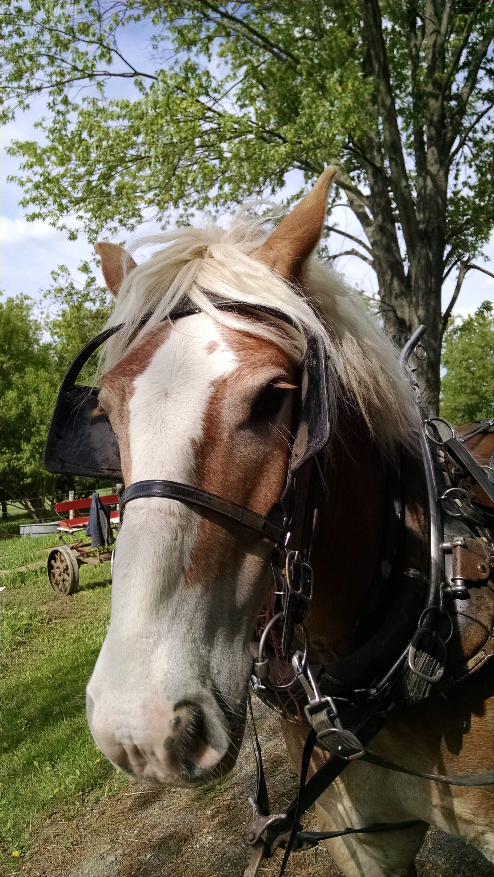 Motorola XT1080 sample photo. Amish, horse, farm photography