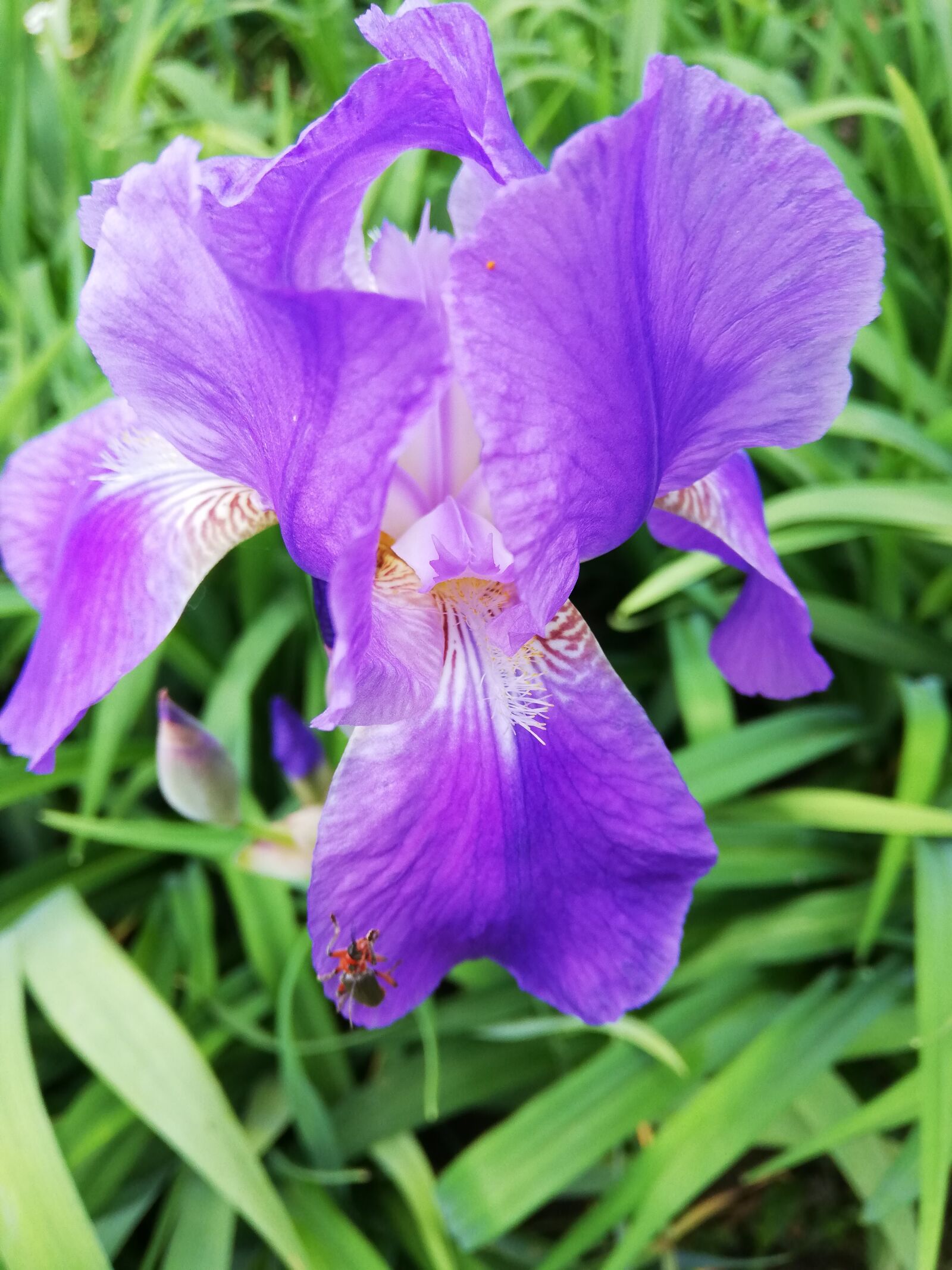 HUAWEI P20 lite sample photo. Flower, iris, purple photography