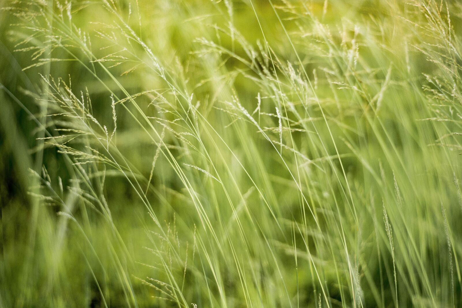 Nikon D5200 sample photo. Natural, green, nature photography