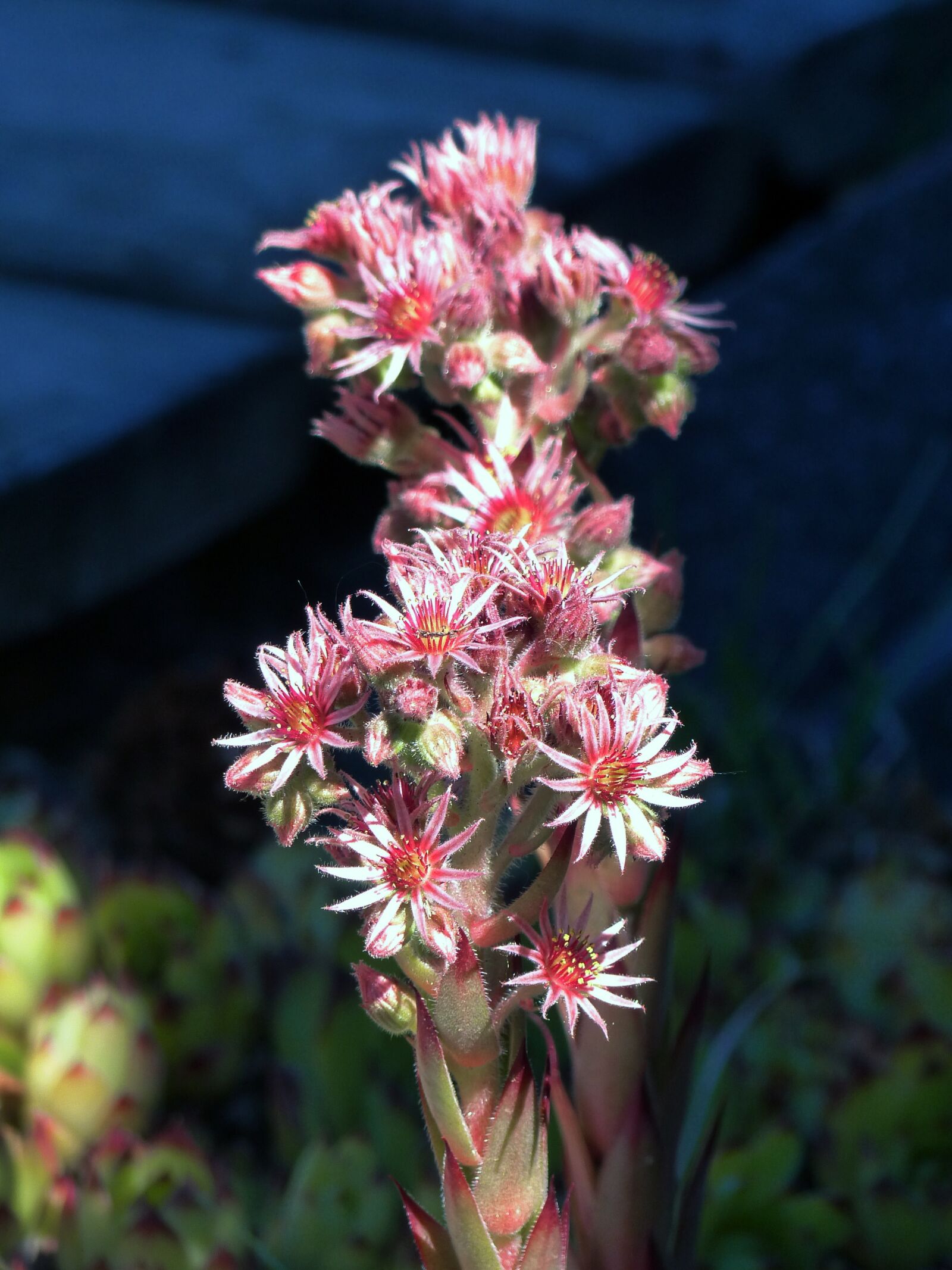 Panasonic Lumix DMC-FZ200 sample photo. Hens and chicks, flower photography