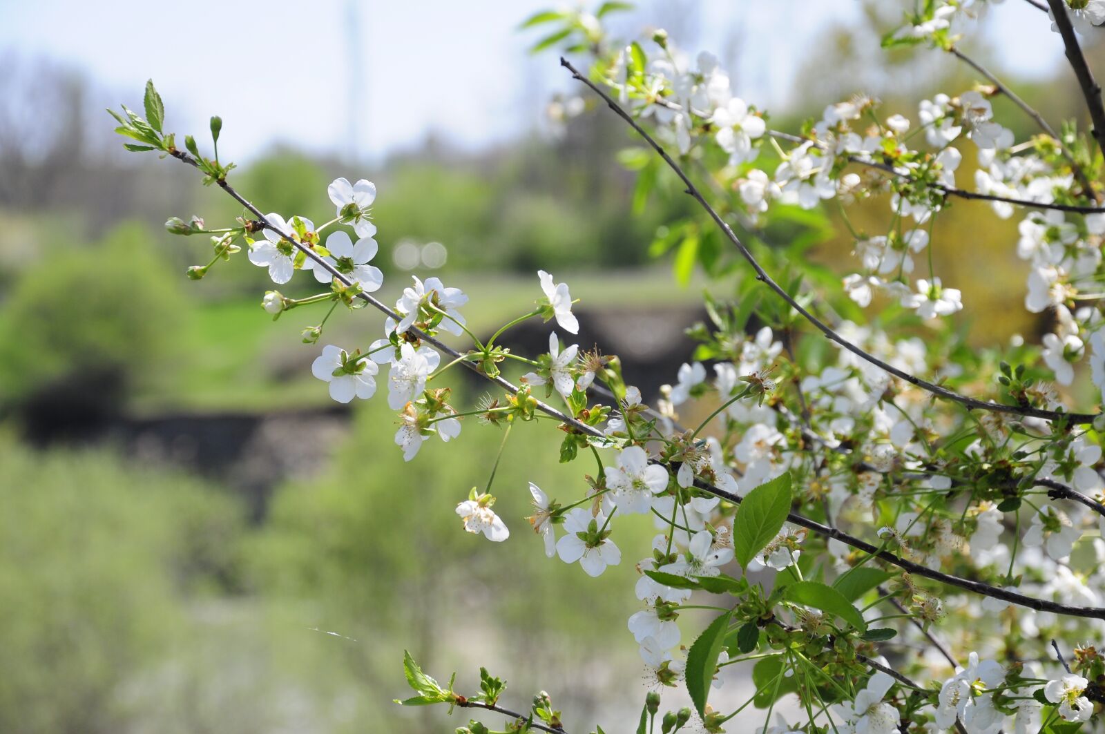 Nikon D90 sample photo. Spring, flower, tree photography