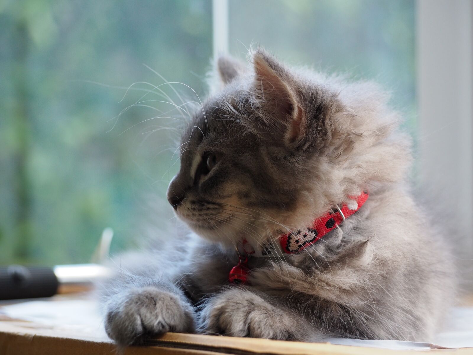 Olympus OM-D E-M10 sample photo. Cat, asleep, sleep photography