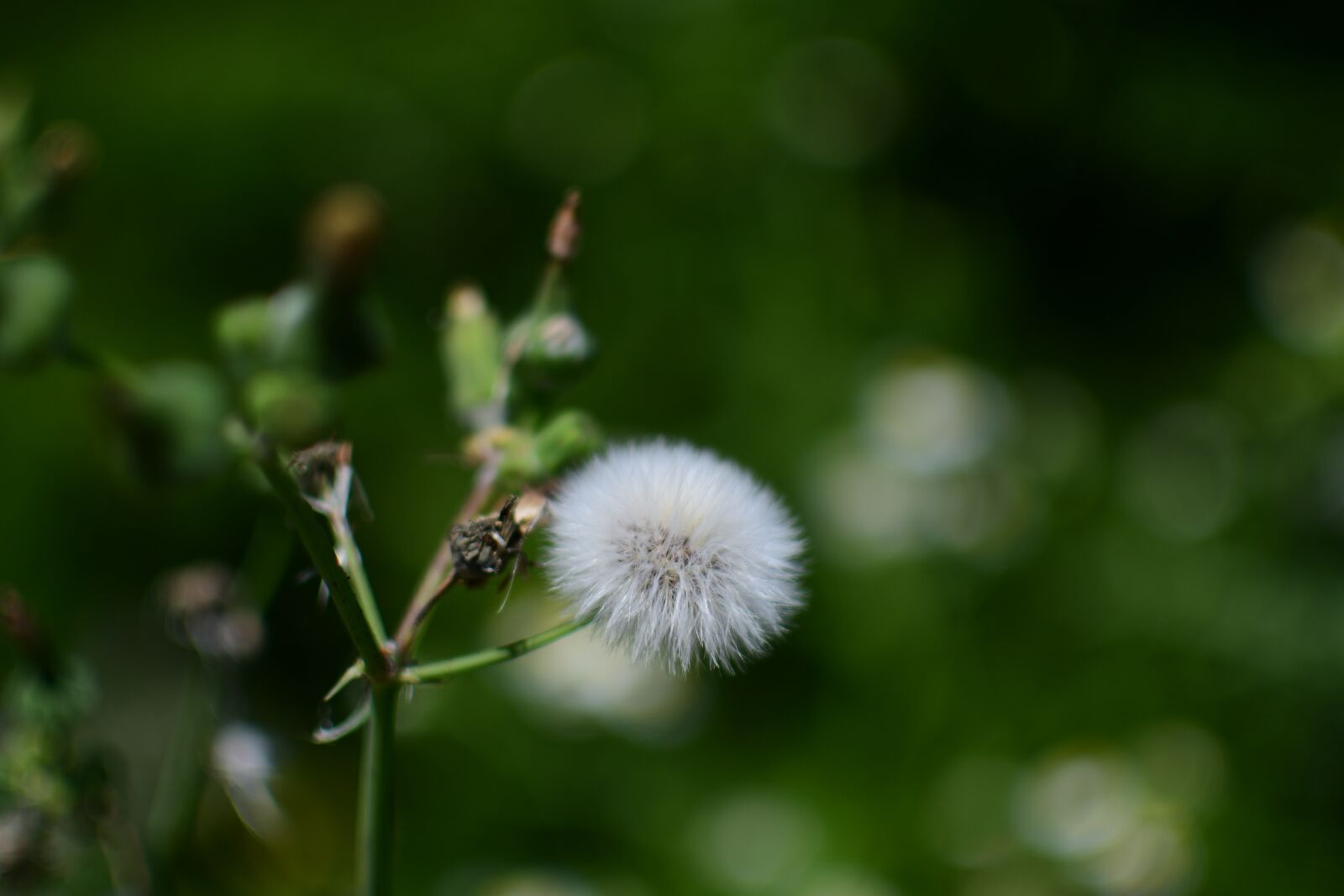 Nikon D7500 sample photo. Sonchus oleraceus, dandelion, flower photography