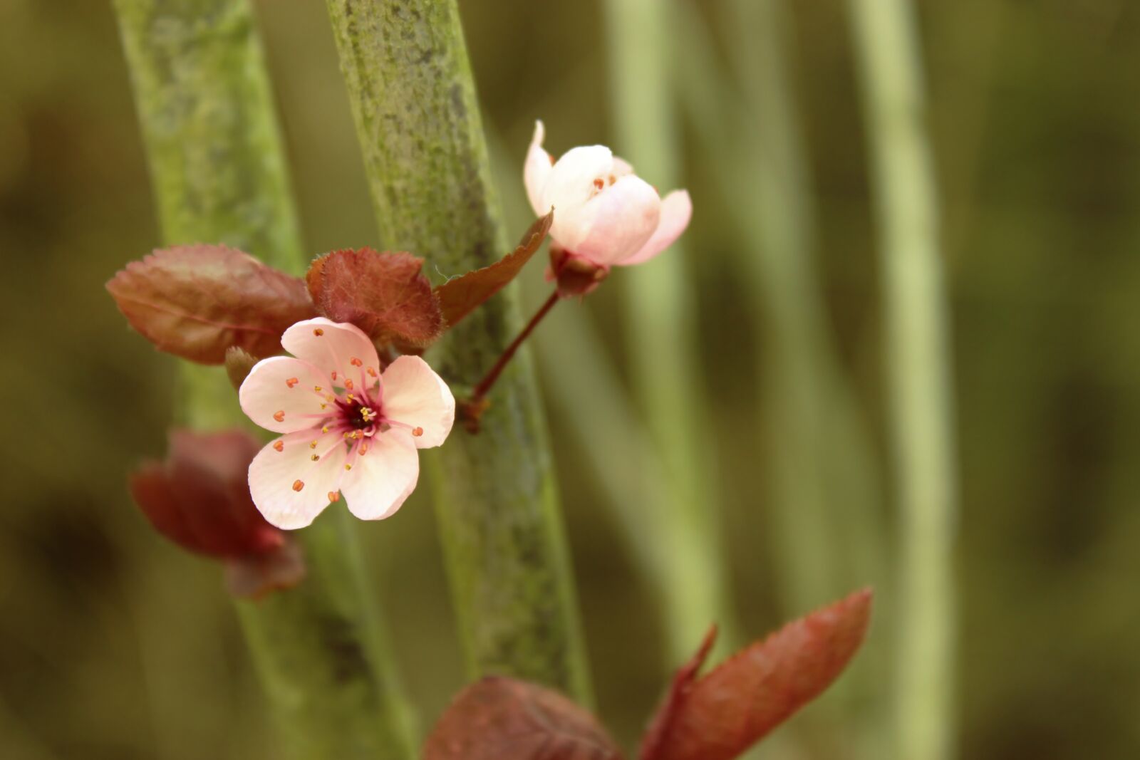 Canon EOS 600D (Rebel EOS T3i / EOS Kiss X5) sample photo. Flower, blossom, spring photography