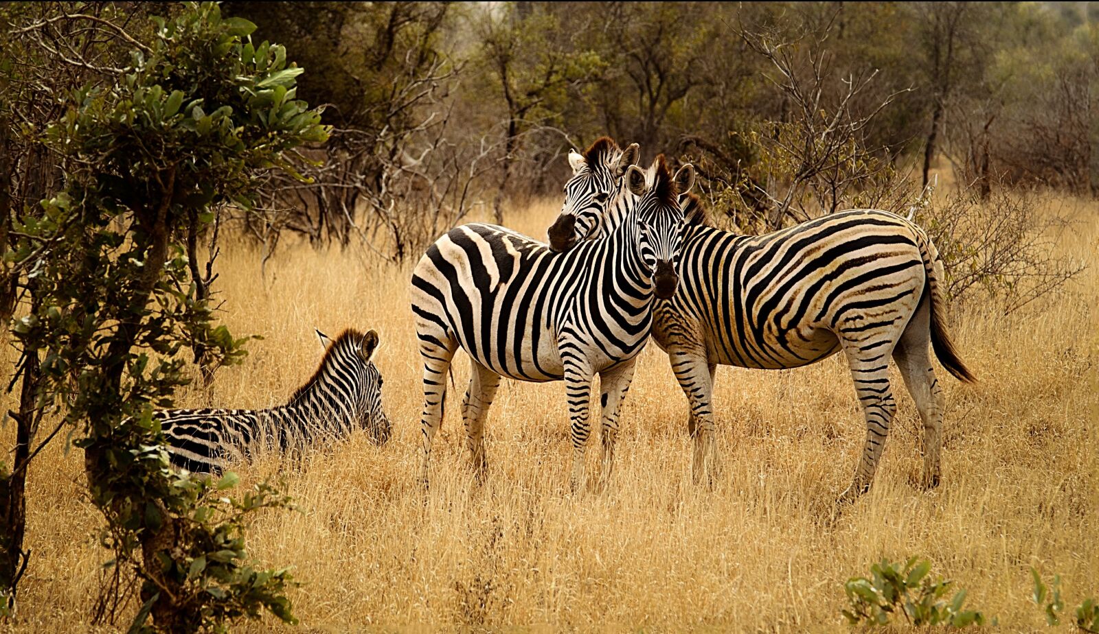 Nikon D7000 sample photo. Zebras, group, savanna photography