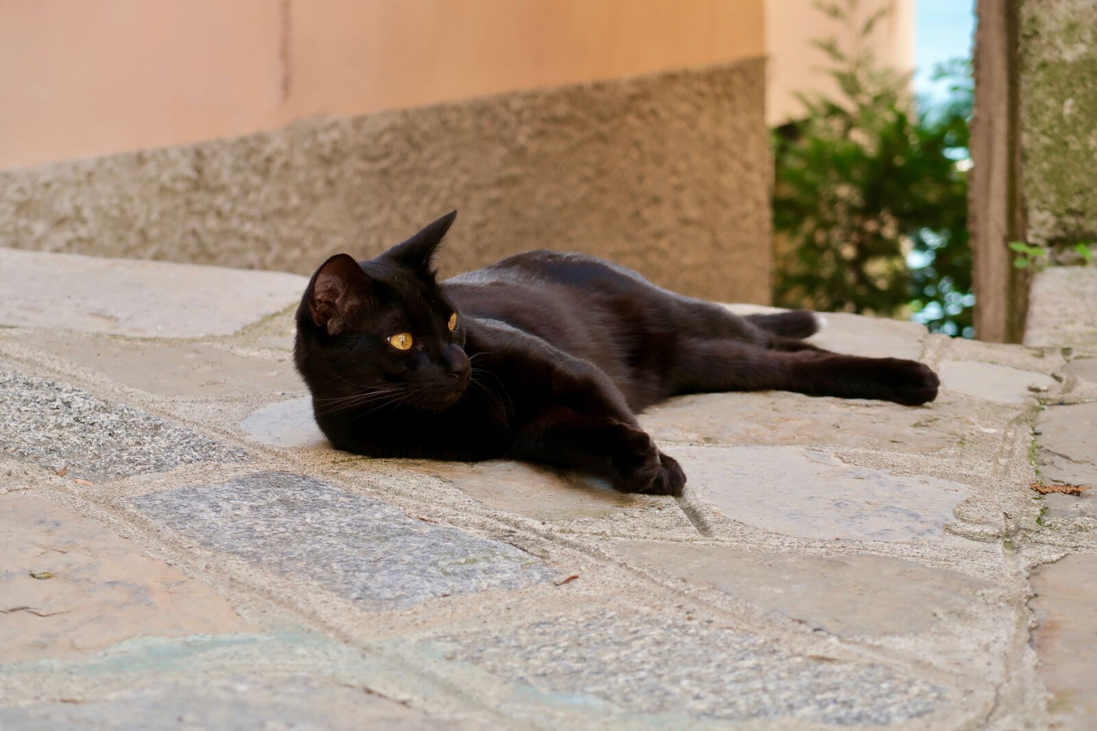 Canon PowerShot G7 X Mark II sample photo. Cat, rest, animal photography