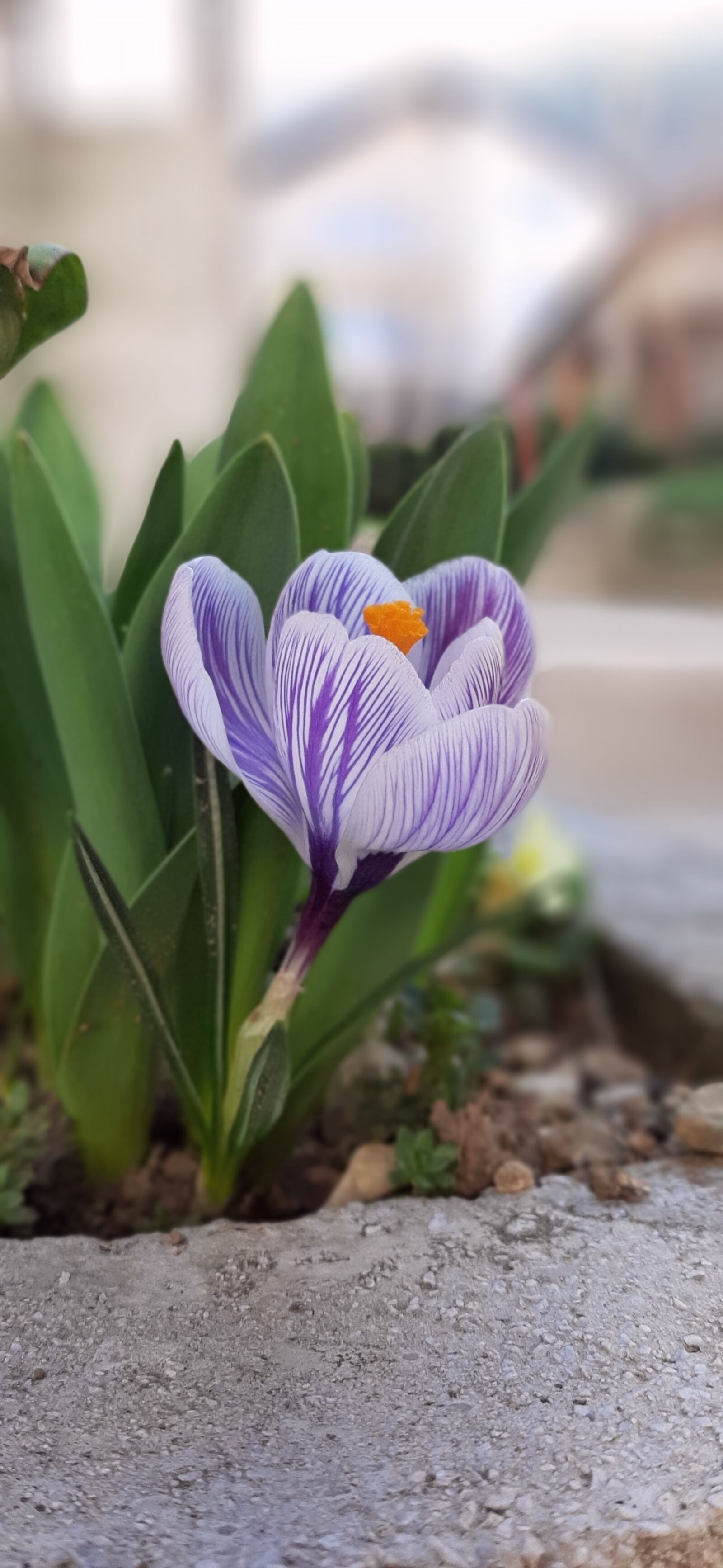 Samsung Galaxy A50 sample photo. Flowers, nature, garden photography