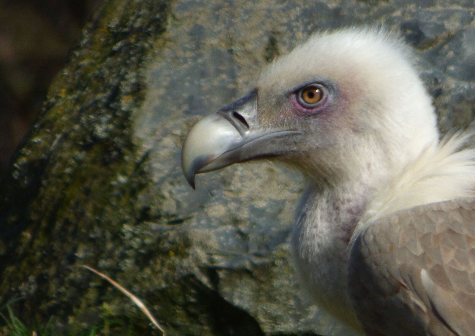 Panasonic DMC-FZ72 sample photo. Vulture, bird, nature photography