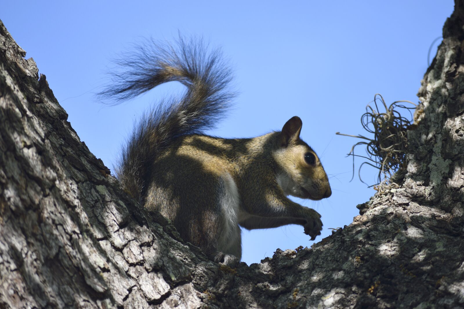 Nikon D3300 sample photo. Squirrel, wildlife, rodent photography