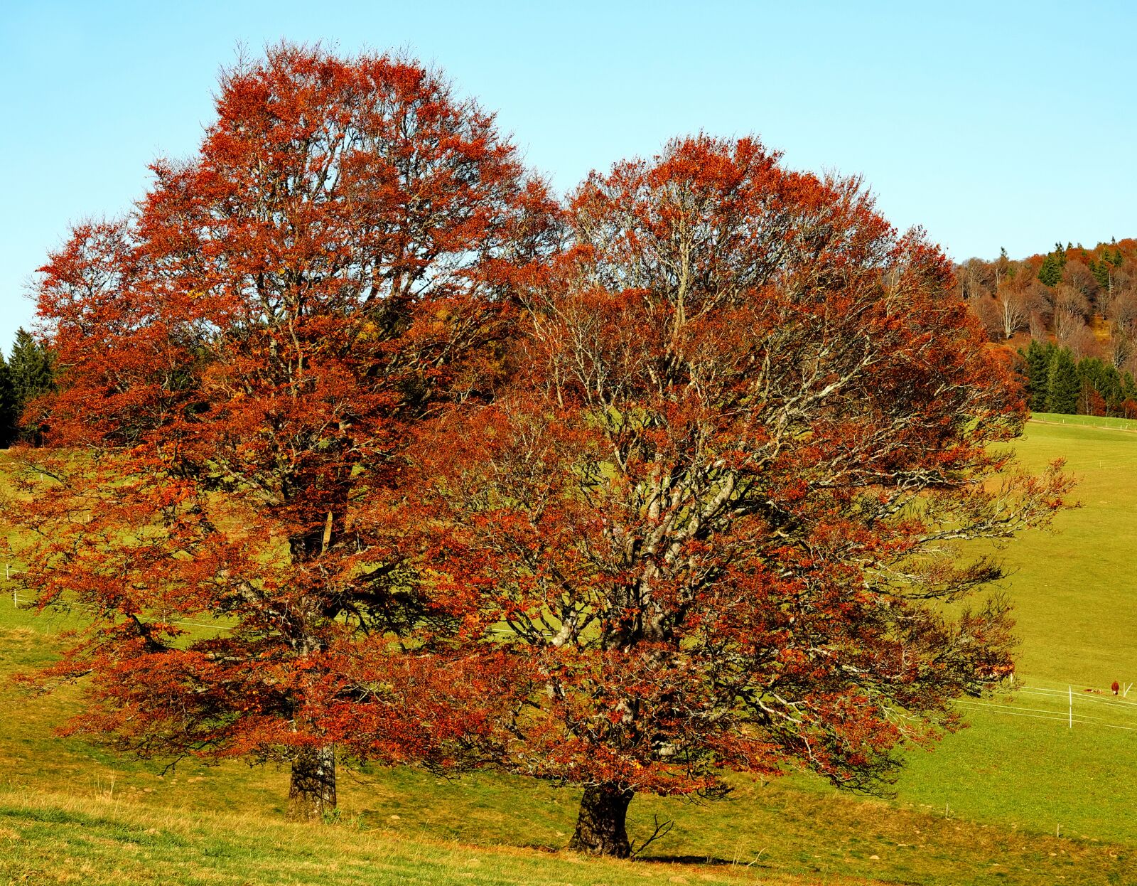 Fujifilm XF 55-200mm F3.5-4.8 R LM OIS sample photo. Trees, book, deciduous trees photography