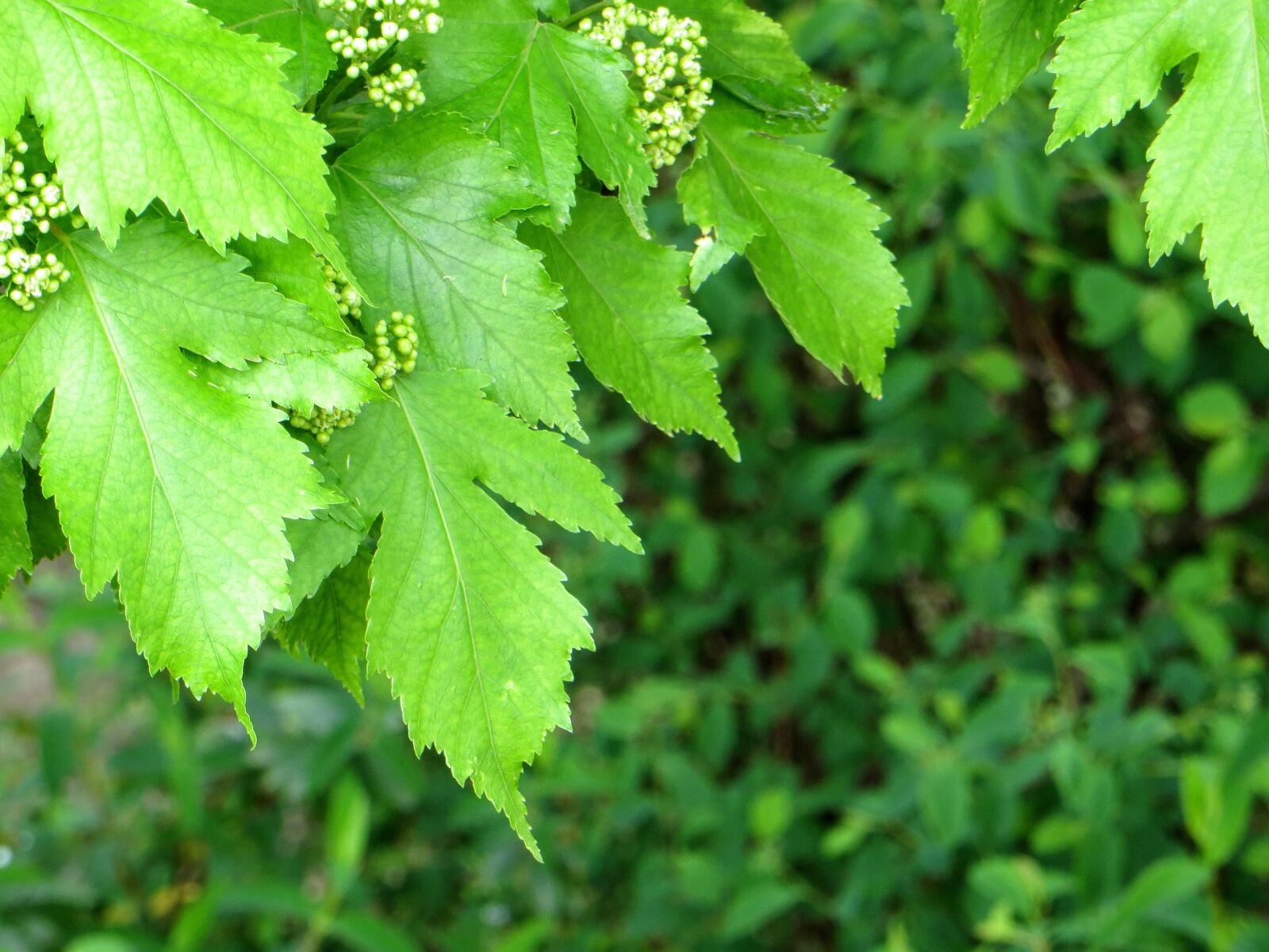 Canon PowerShot SX260 HS sample photo. Green, leaf, leaves, maple photography