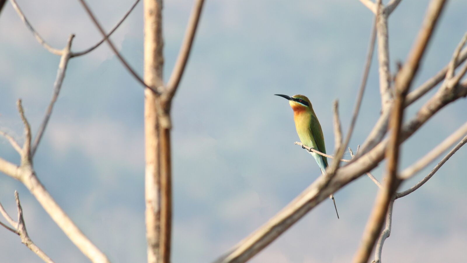 Canon EOS 1300D (EOS Rebel T6 / EOS Kiss X80) sample photo. India, kerala, bee-eater photography