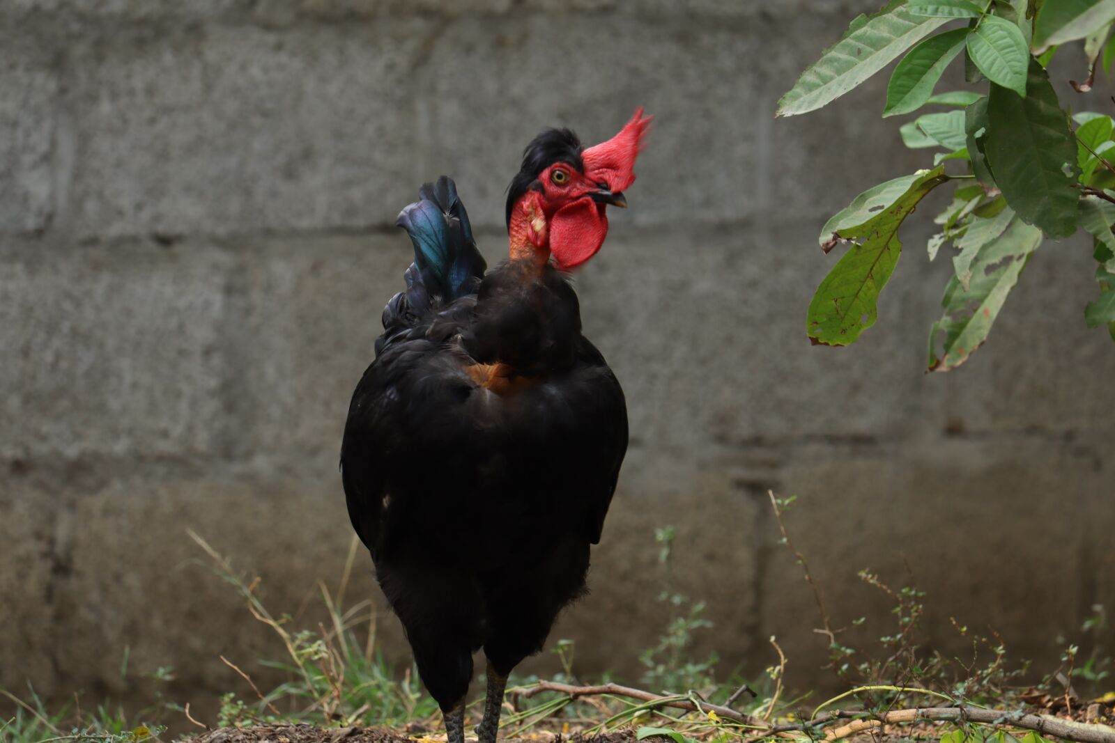 Canon EOS 250D (EOS Rebel SL3 / EOS Kiss X10 / EOS 200D II) sample photo. Hen, kerala, rooster photography