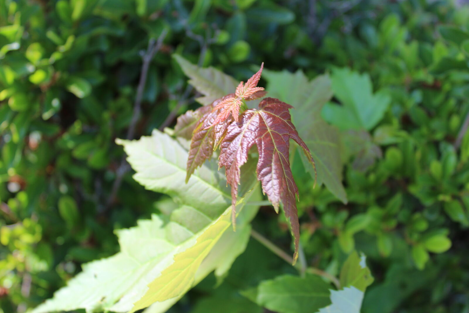 Canon EOS 1200D (EOS Rebel T5 / EOS Kiss X70 / EOS Hi) sample photo. Leaf, nature photography