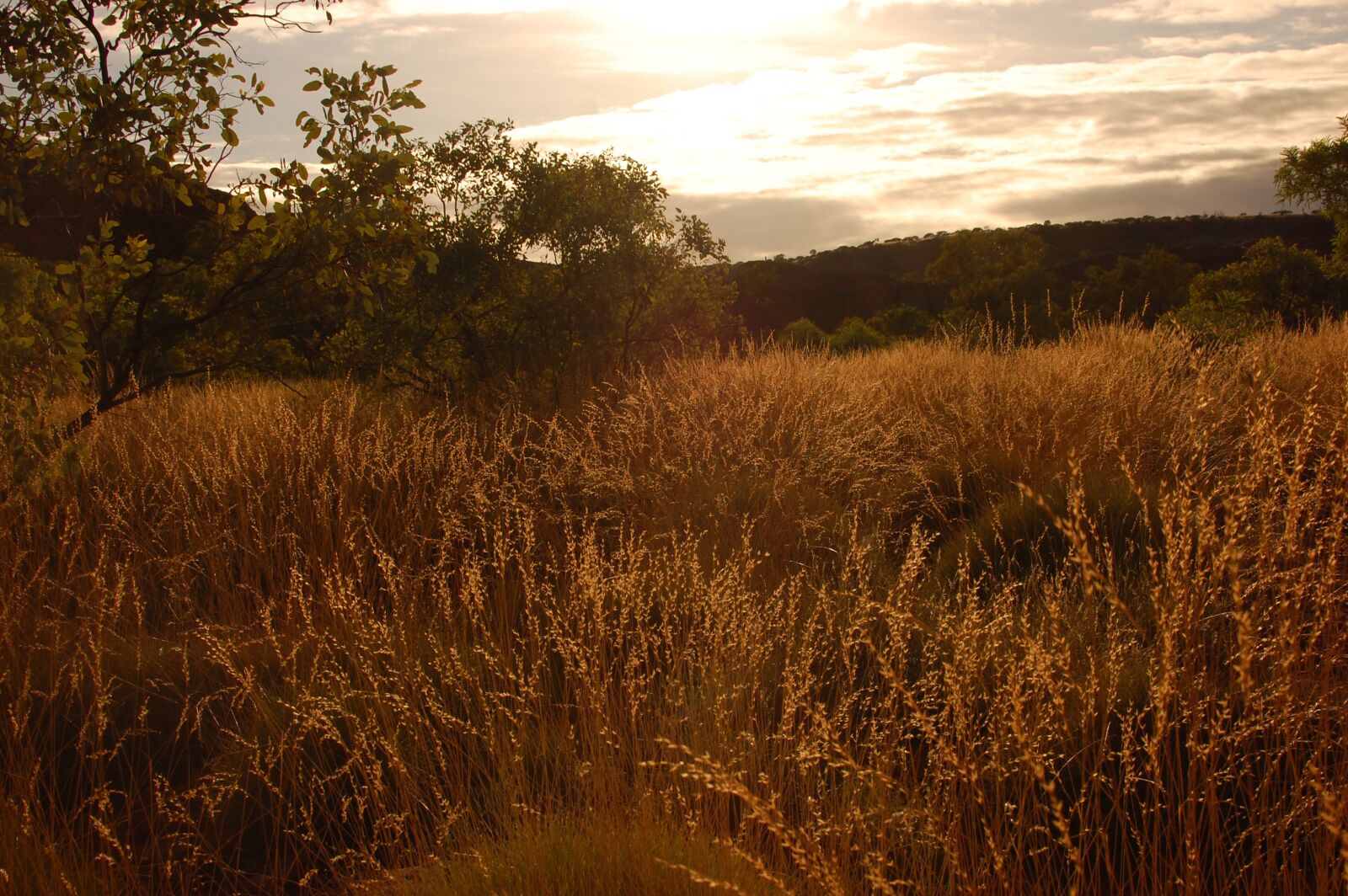 Nikon D40 sample photo. Corn, grass, wheat photography