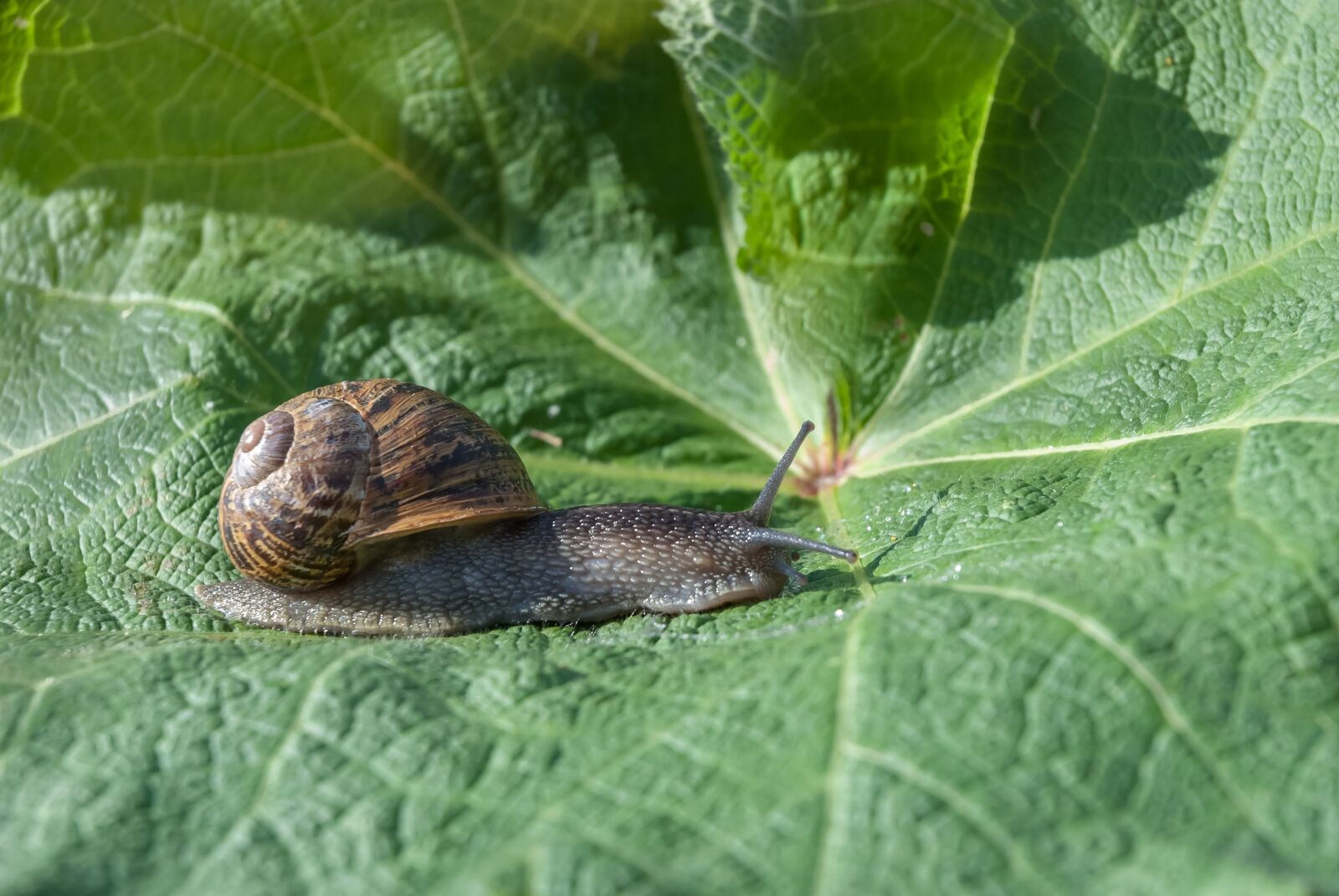 Nikon D80 sample photo. Snail, leaf, nature photography