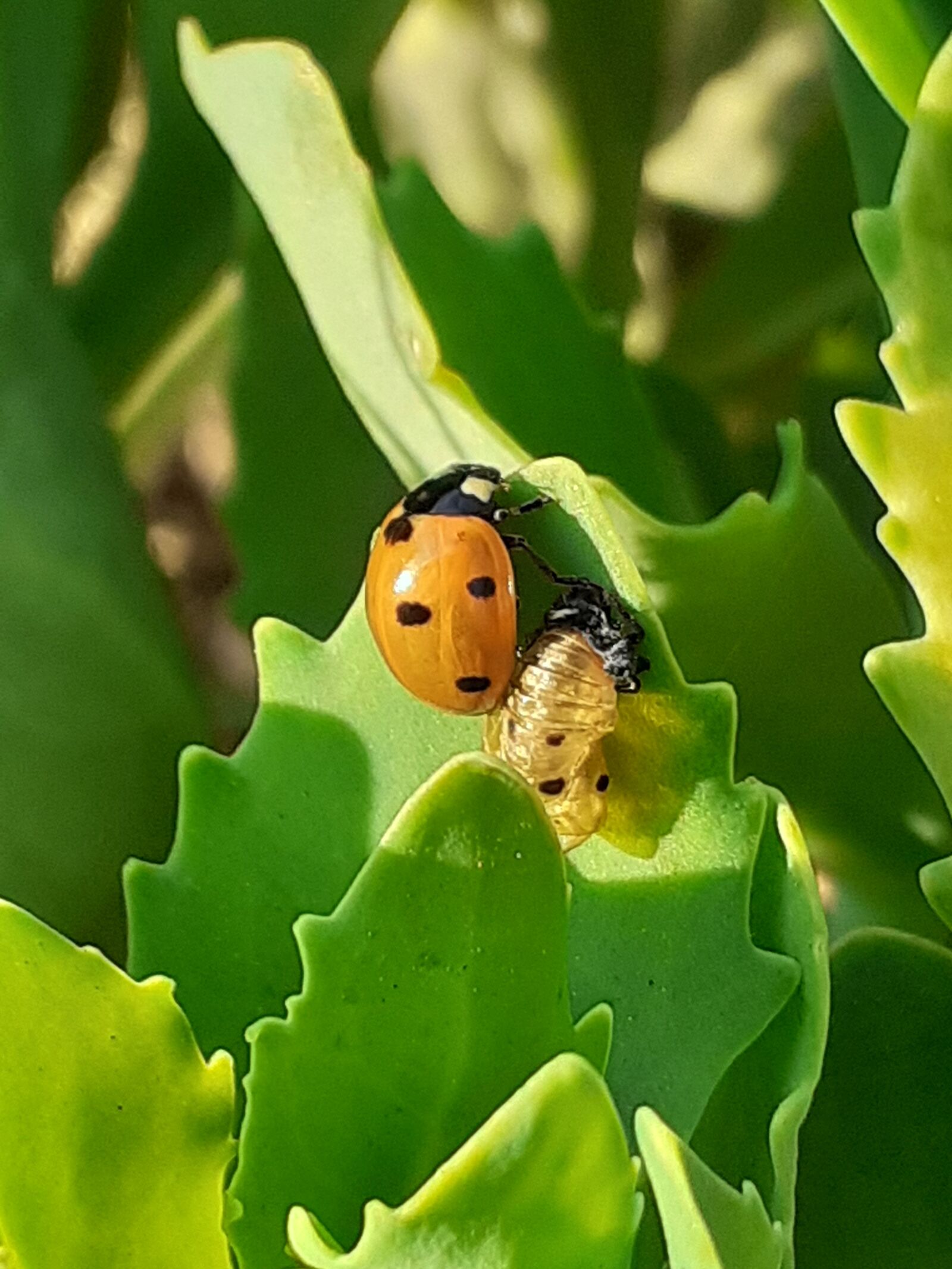 Samsung SM-A202F sample photo. Ladybird, pupa, popped out photography
