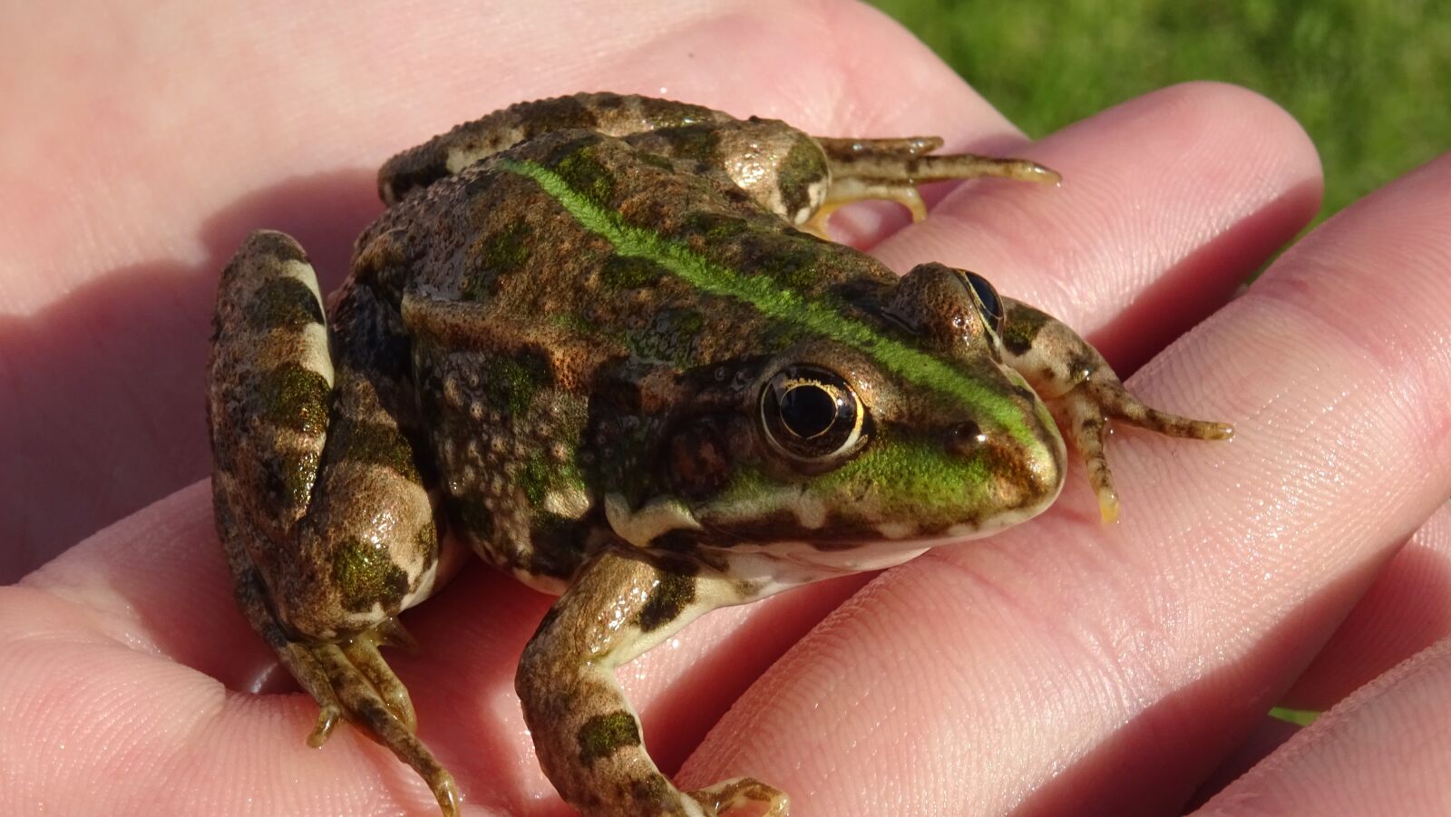 Sony DSC-HX60 sample photo. Frog, pond, water photography