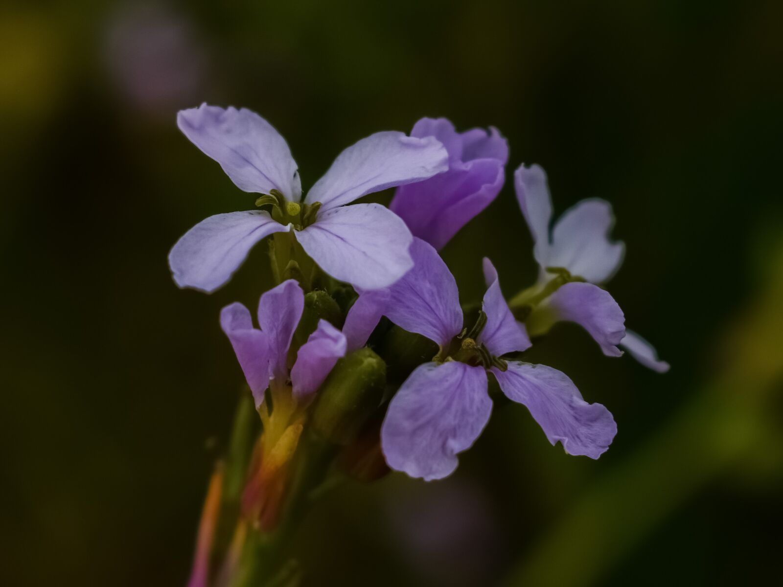 Nikon D3300 sample photo. Wildflower, purple, flower photography