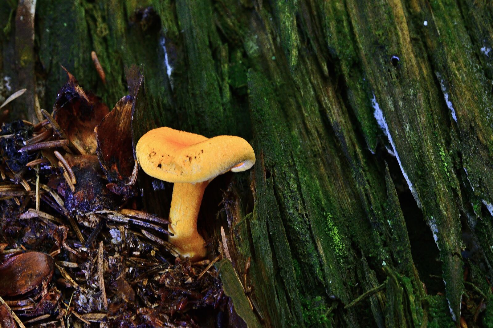 Nikon D5200 sample photo. Forest, nature, small mushroom photography