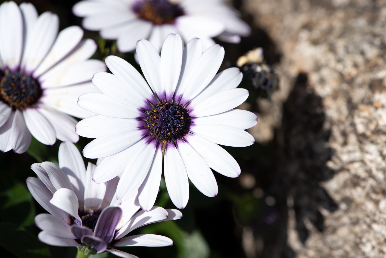 Nikon D750 sample photo. Cape daisies, flowers, white photography