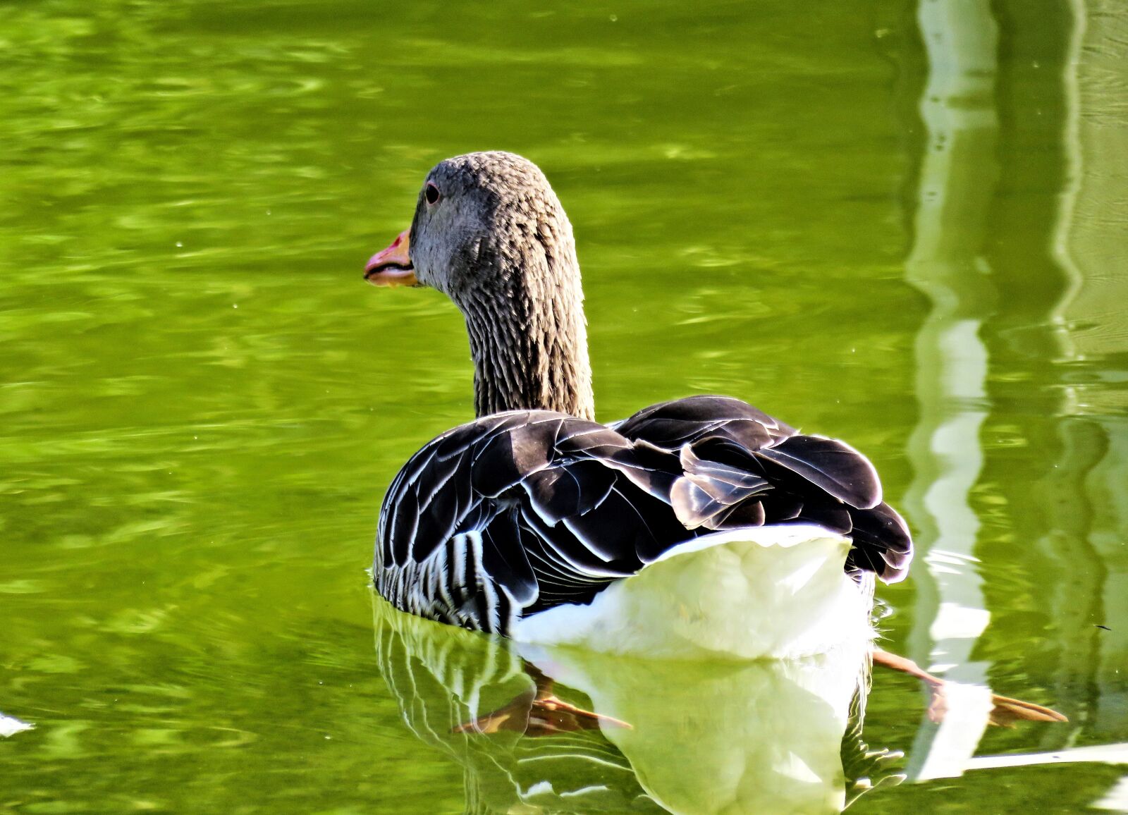 Canon PowerShot SX710 HS sample photo. Goose, greylag goose, bird photography