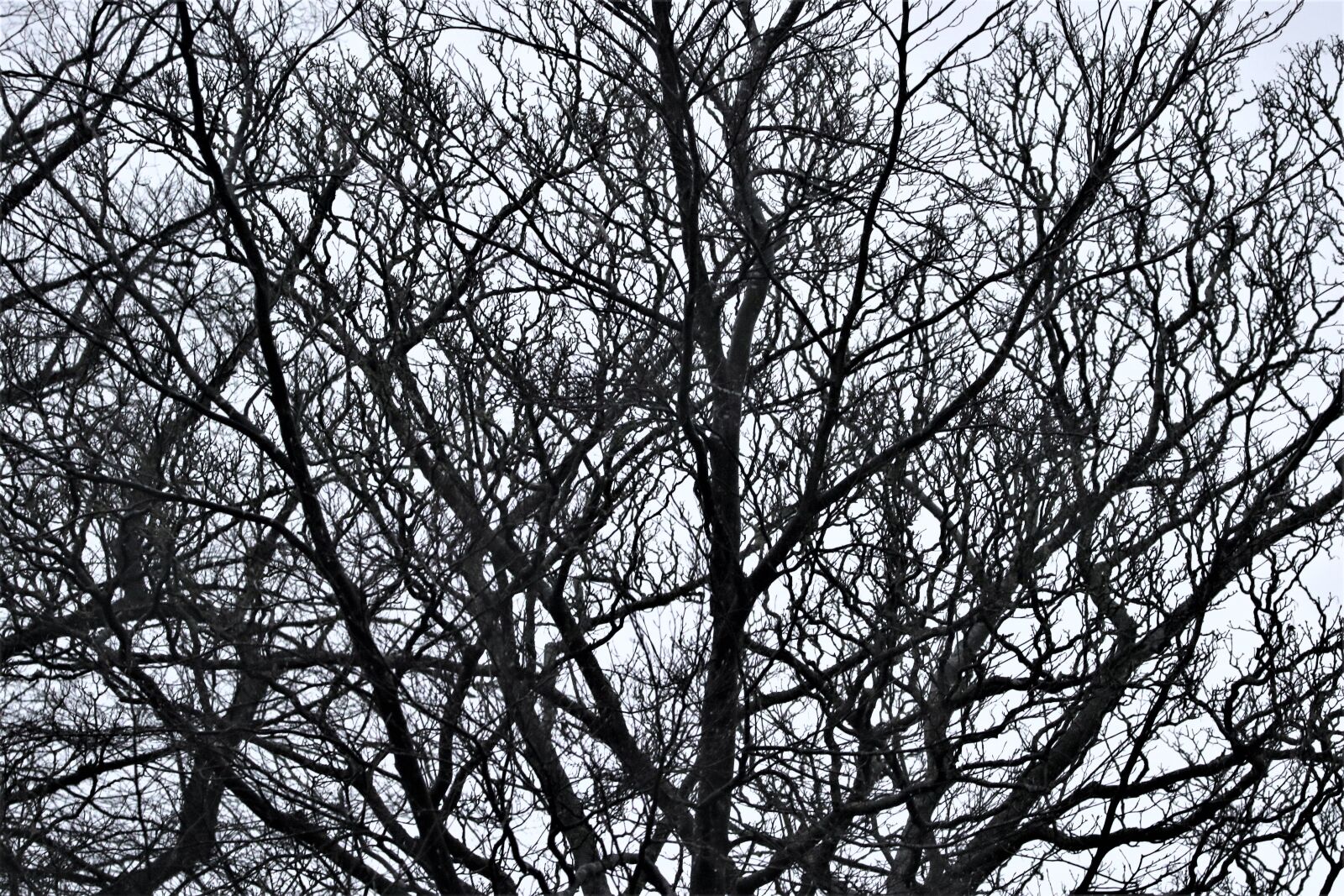 150-600mm F5-6.3 DG OS HSM | Contemporary 015 sample photo. Tree, dawn, nature photography