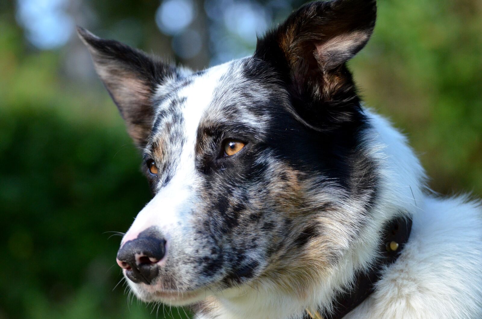 Nikon D5100 sample photo. Dog, the aussie, bordercollie photography