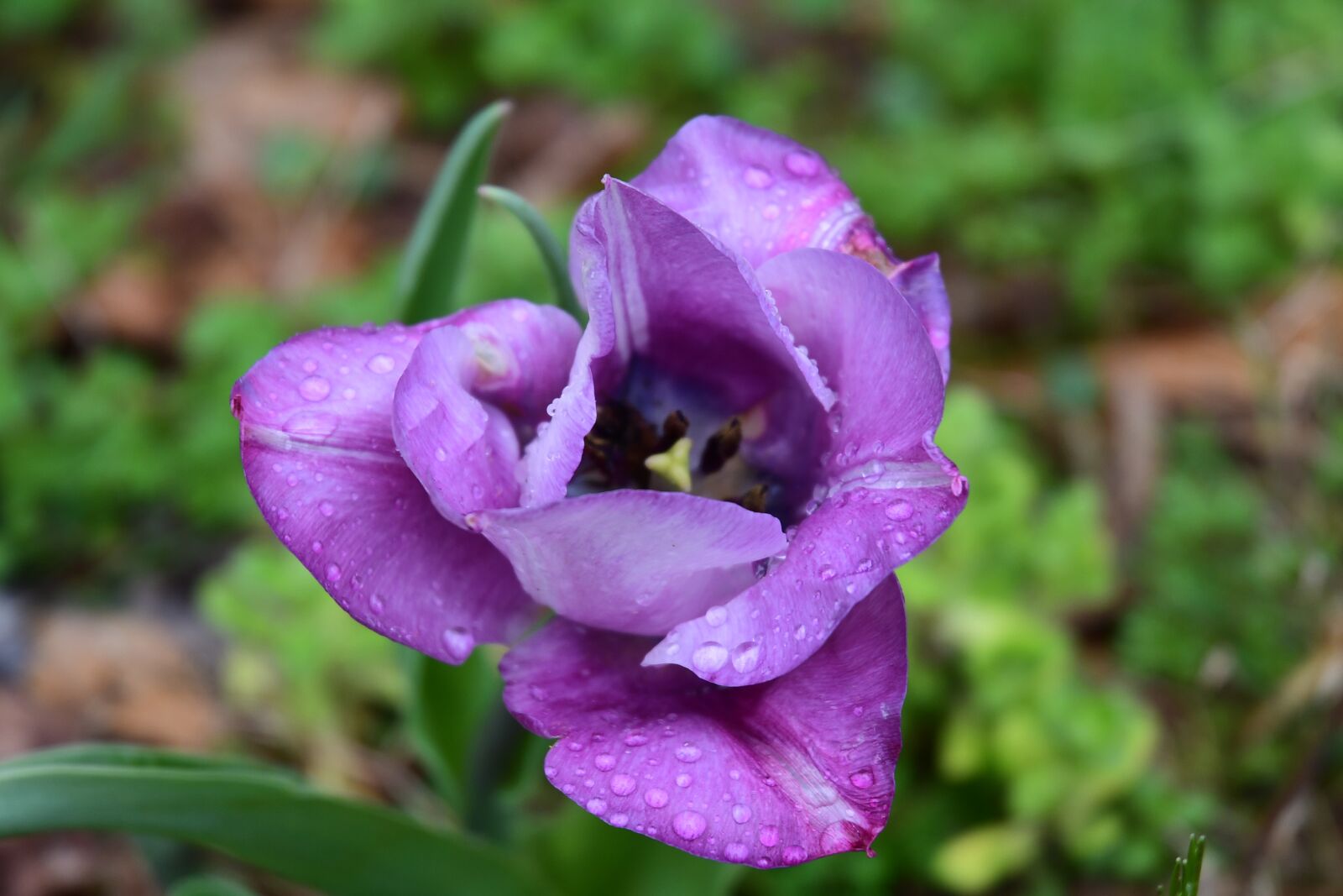 Nikon D7500 sample photo. Purple flower, dewdrops, bloom photography