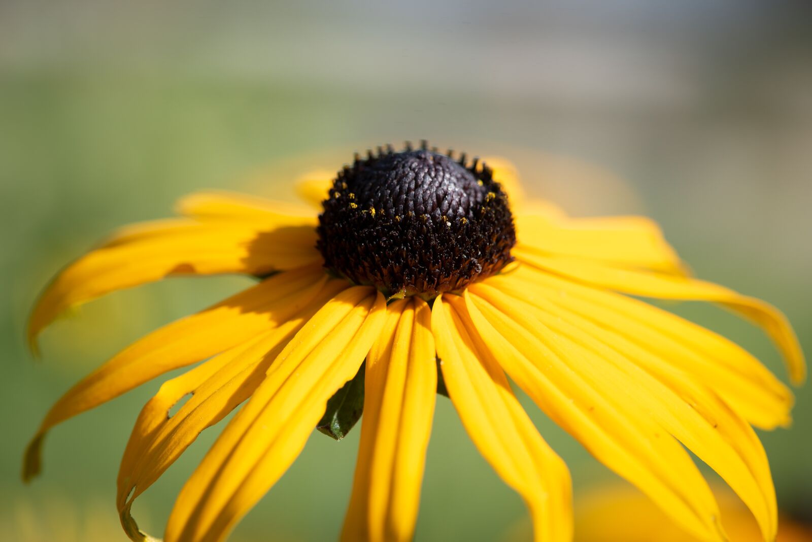 Nikon D750 sample photo. Coneflower, flower, yellow flower photography