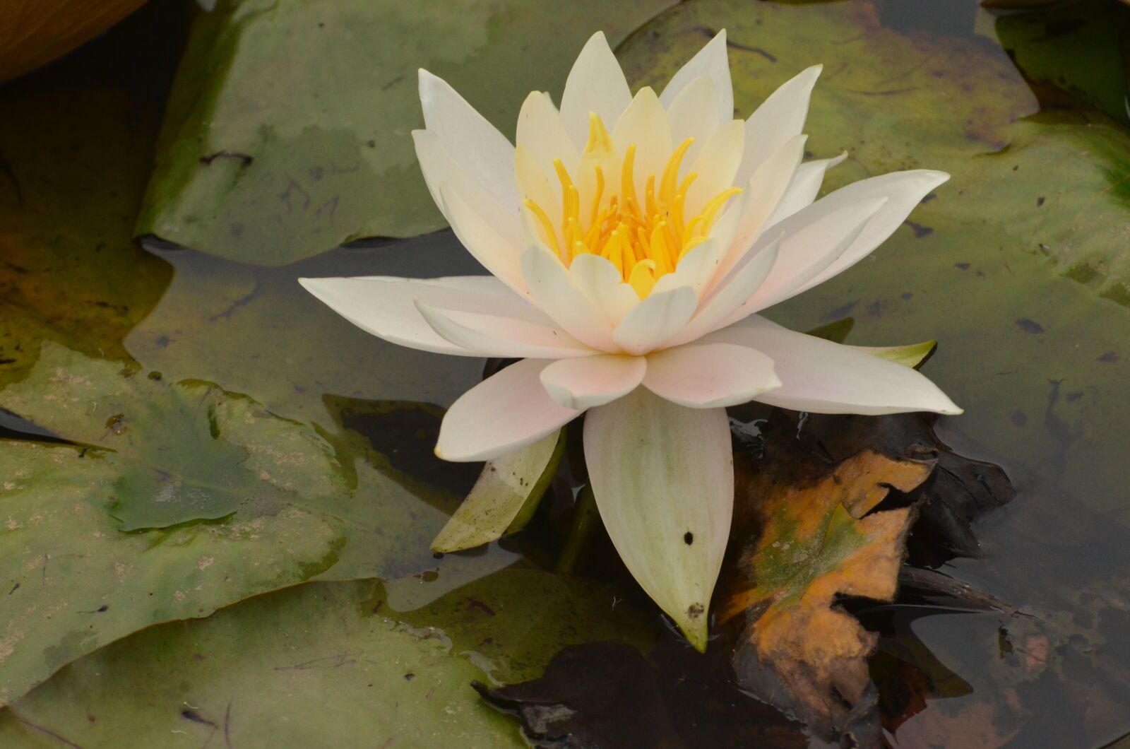 Nikon D5100 sample photo. Water lily, flower, nature photography
