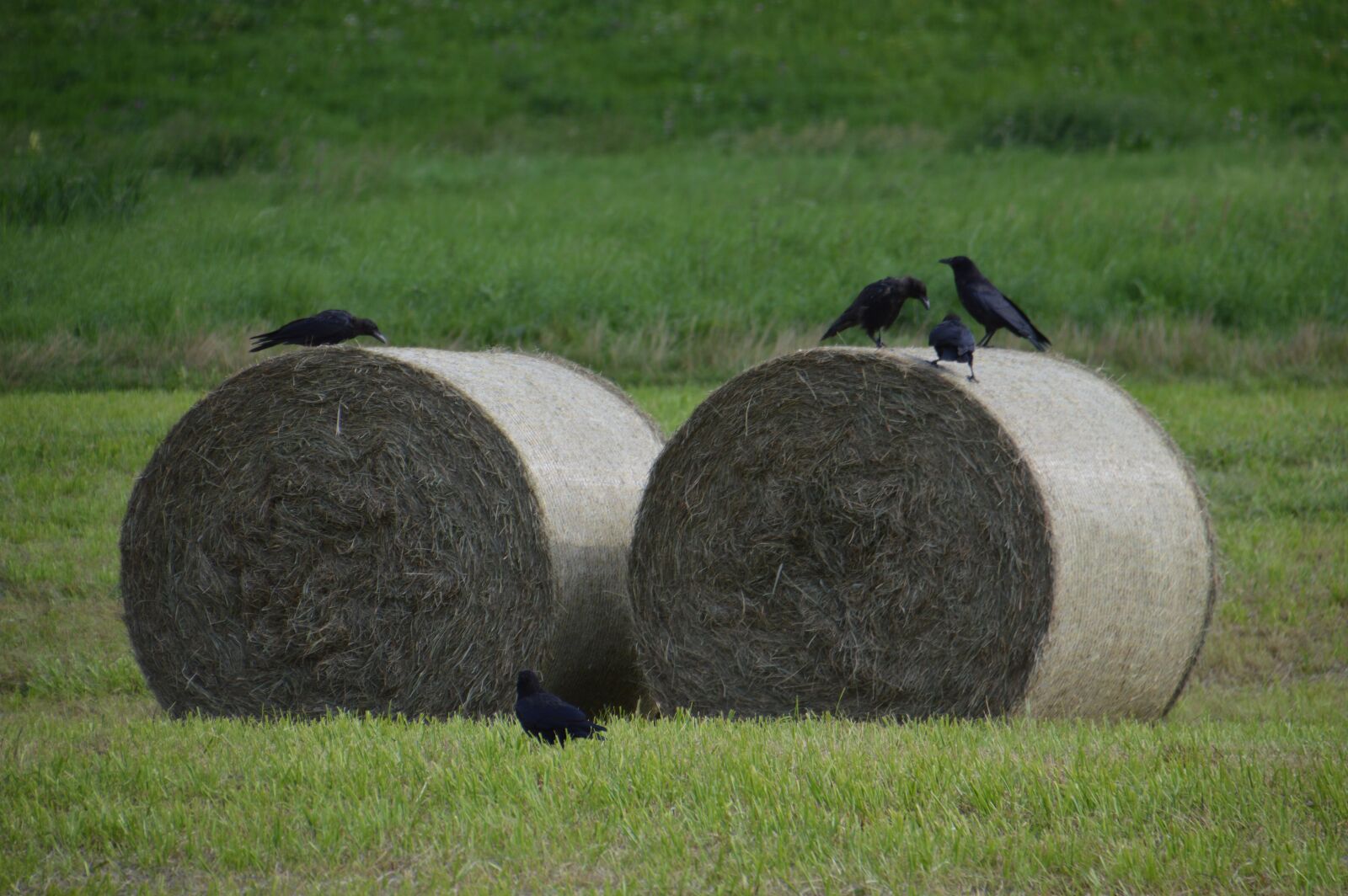 Nikon D3200 sample photo. Straw bales, agriculture, summer photography