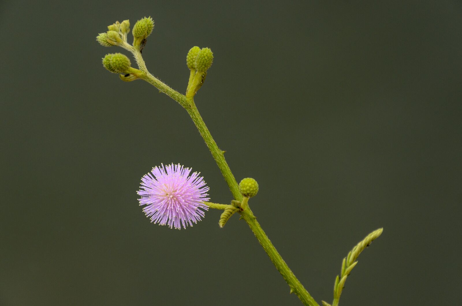 Nikon D7000 sample photo. Shameplant, plant, nature photography