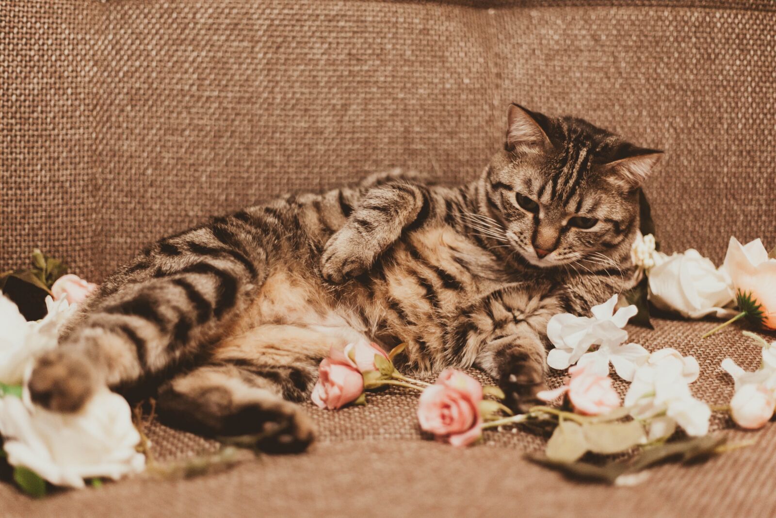 Canon EOS 5D Mark II sample photo. Cat, love, pet photography