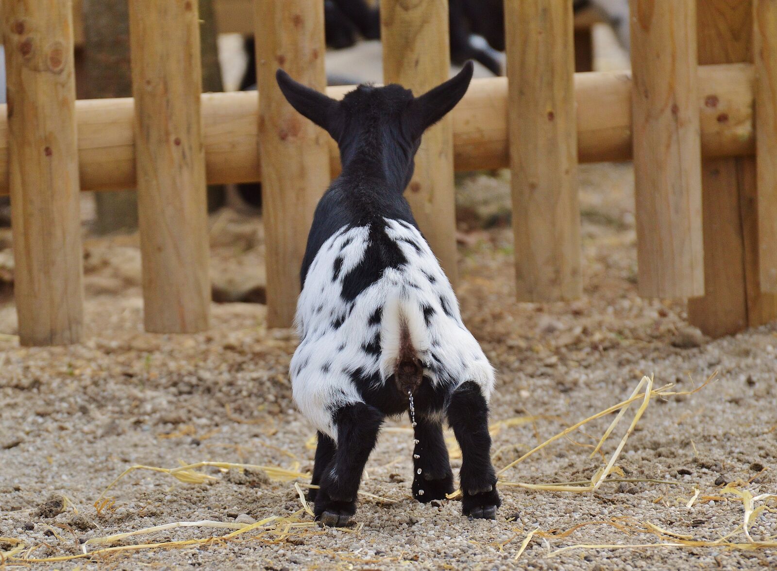 Nikon D3200 sample photo. Goat, wildpark poing, young photography