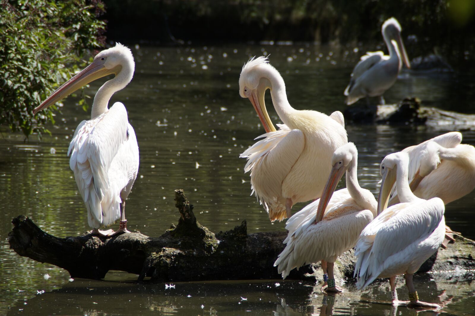 Sony SLT-A58 sample photo. Pelicans, waterfowl, squat photography