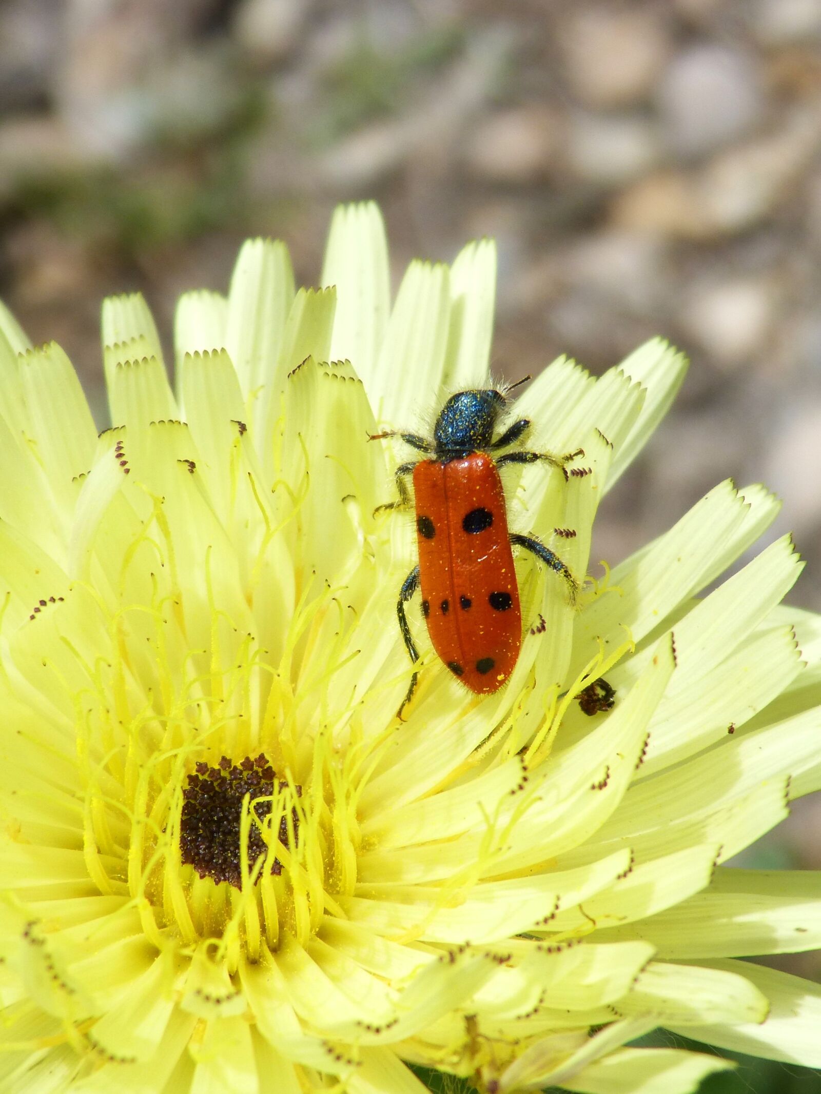 Panasonic DMC-FZ62 sample photo. Mylabris quadripunctata, ladybug, beetle photography