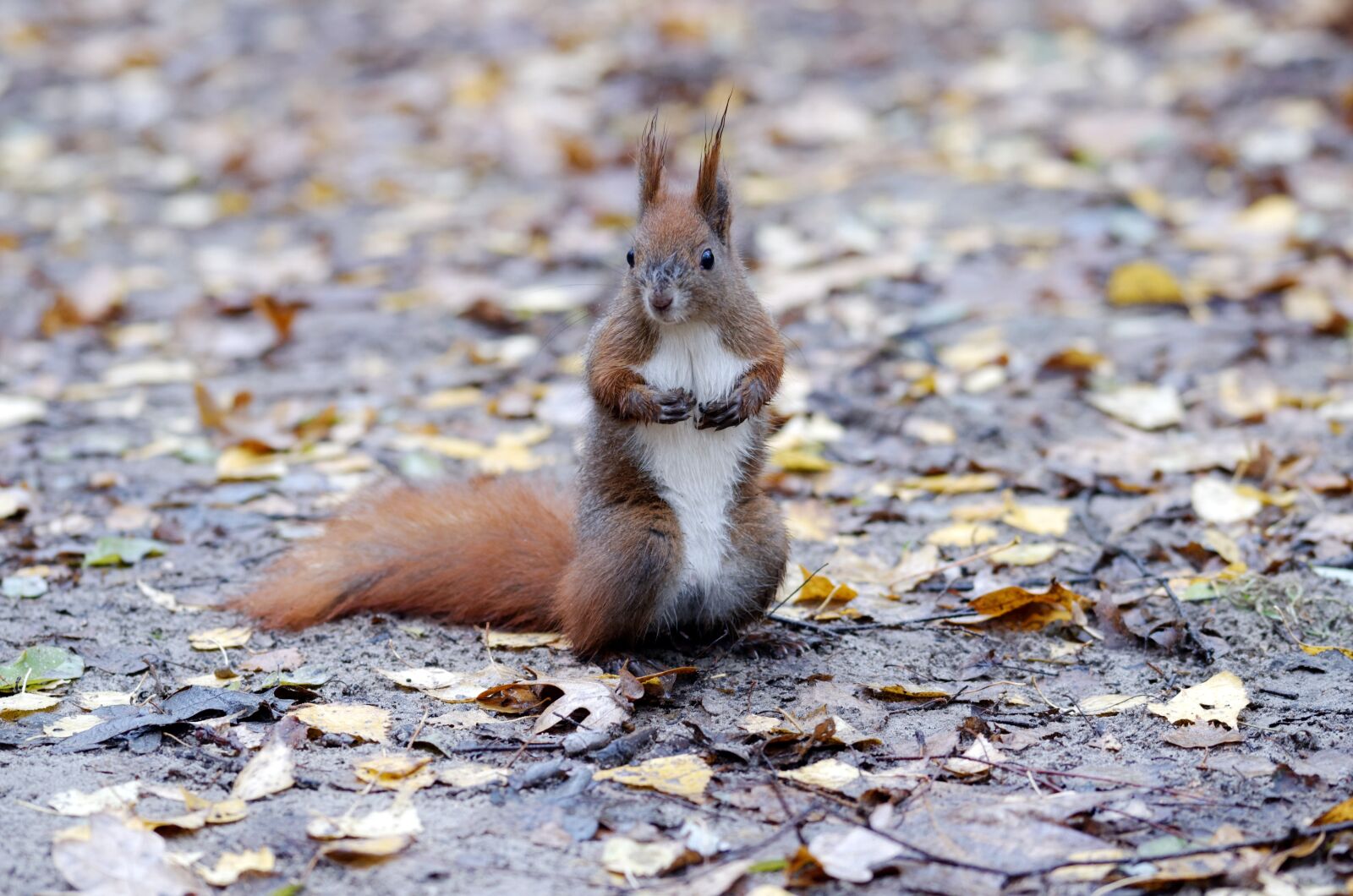 Nikon D5100 sample photo. Squirrel, pet, rodent photography