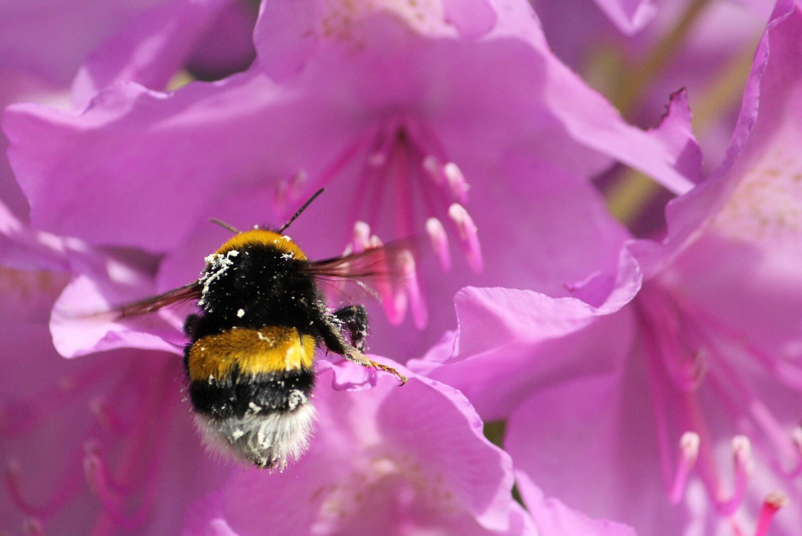 Canon EOS 550D (EOS Rebel T2i / EOS Kiss X4) sample photo. Hummel, violet, insect photography