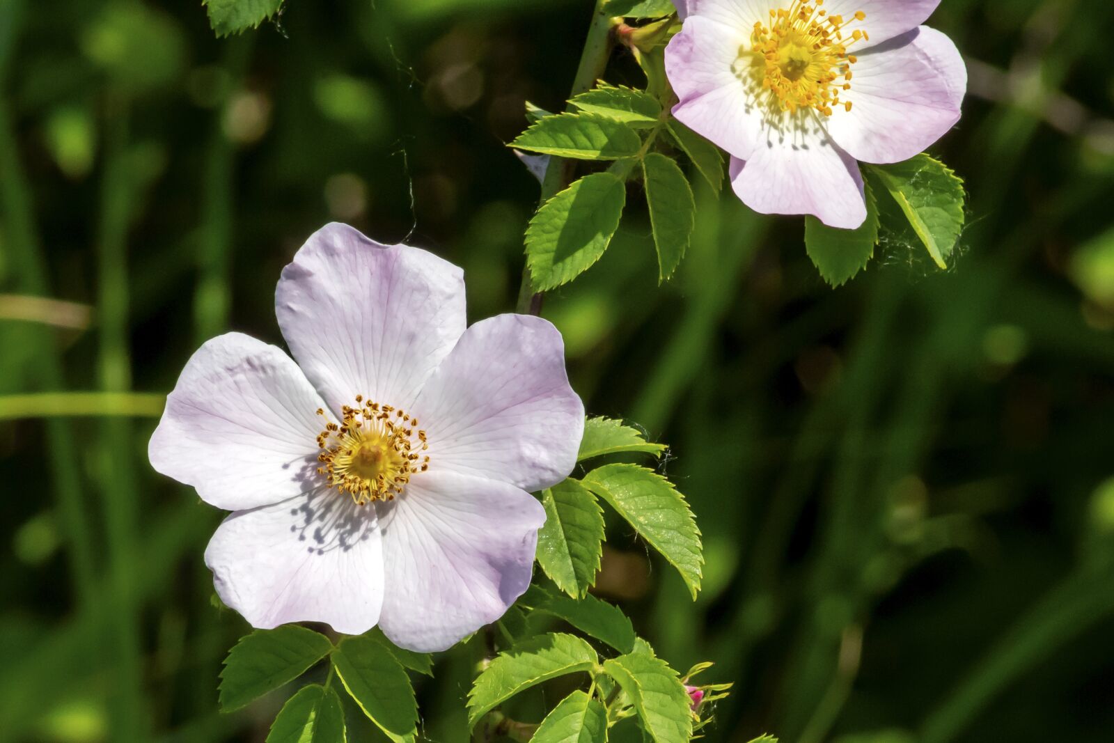 Canon EF75-300mm f/4-5.6 sample photo. Wildflower, brian, rose photography