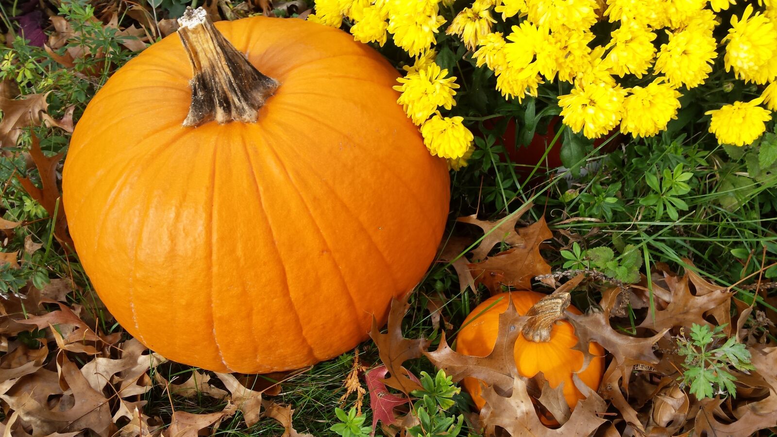Samsung Galaxy S4 sample photo. Fall, autumn, pumpkin photography
