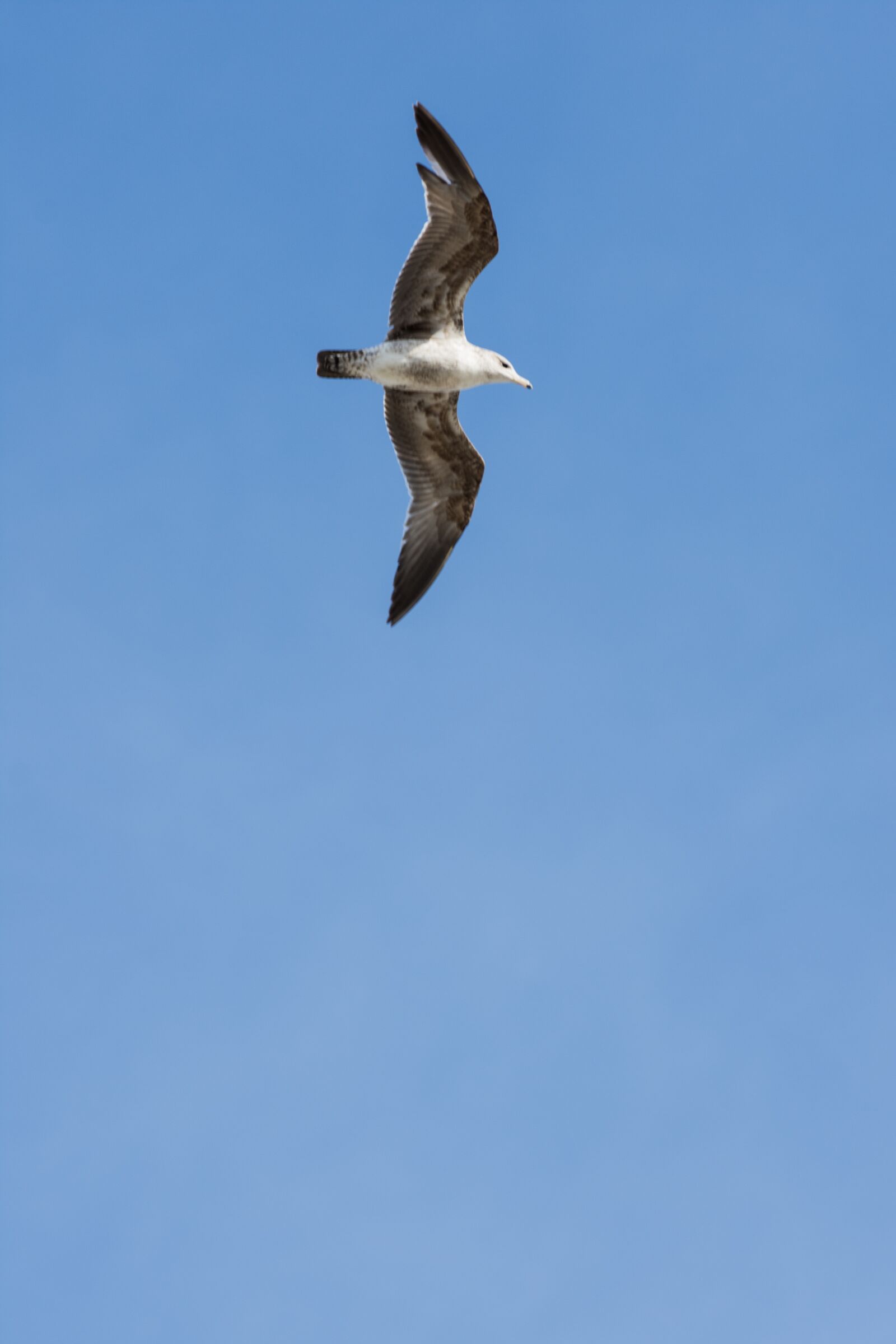 Nikon D7200 sample photo. Seagull, sky, bird photography