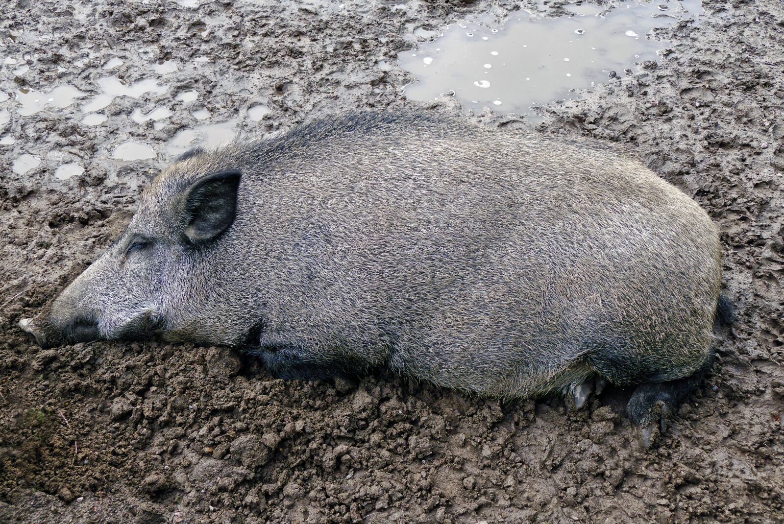 Panasonic Lumix DMC-FZ1000 sample photo. Like a pig in photography