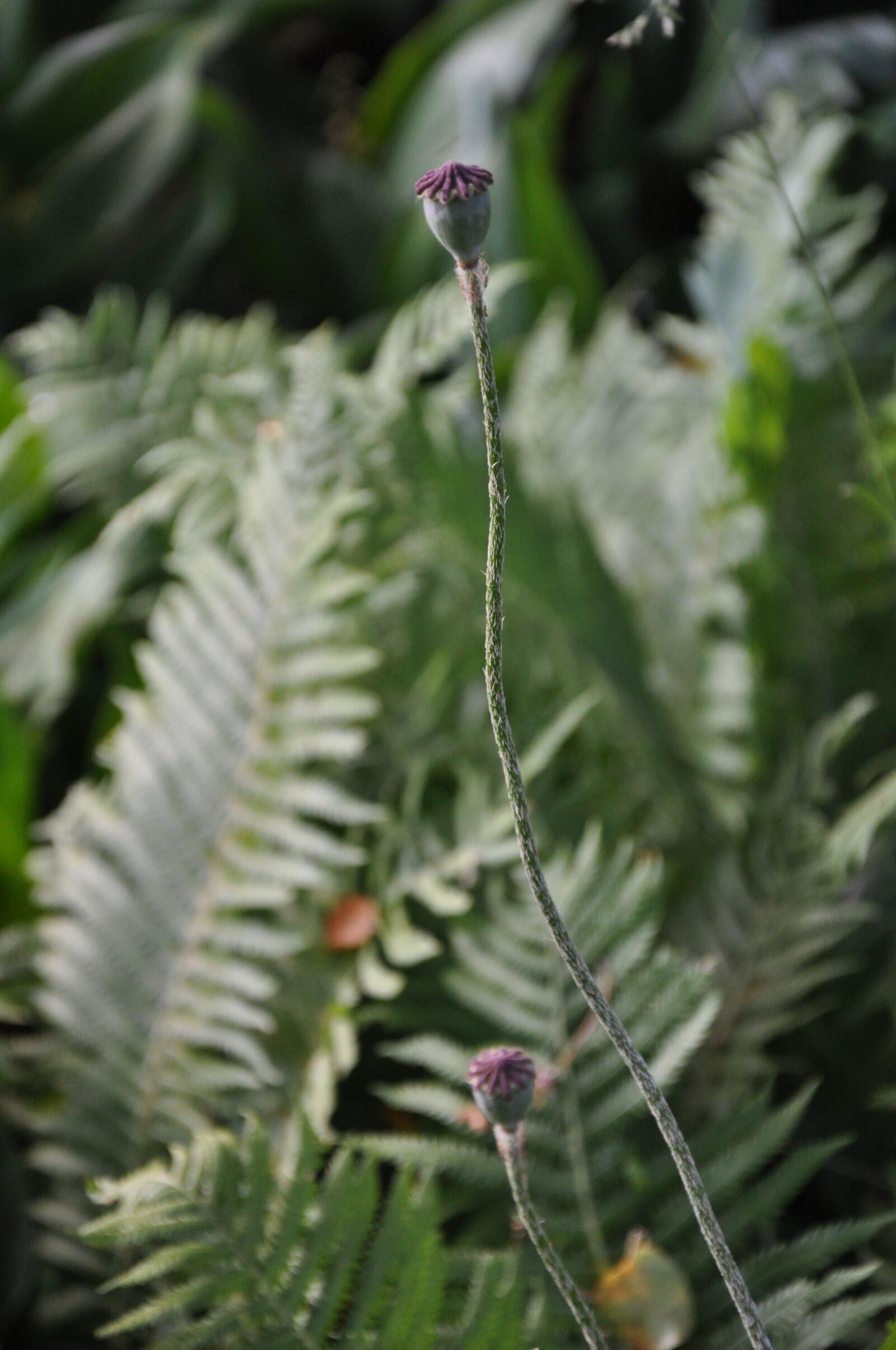 Nikon D90 sample photo. Mack, plant, garden photography