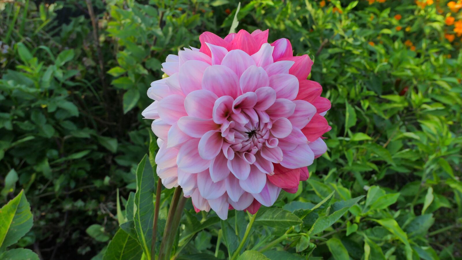 Panasonic Lumix DMC-LX10 (Lumix DMC-LX15) sample photo. Dalia, flower, summer photography
